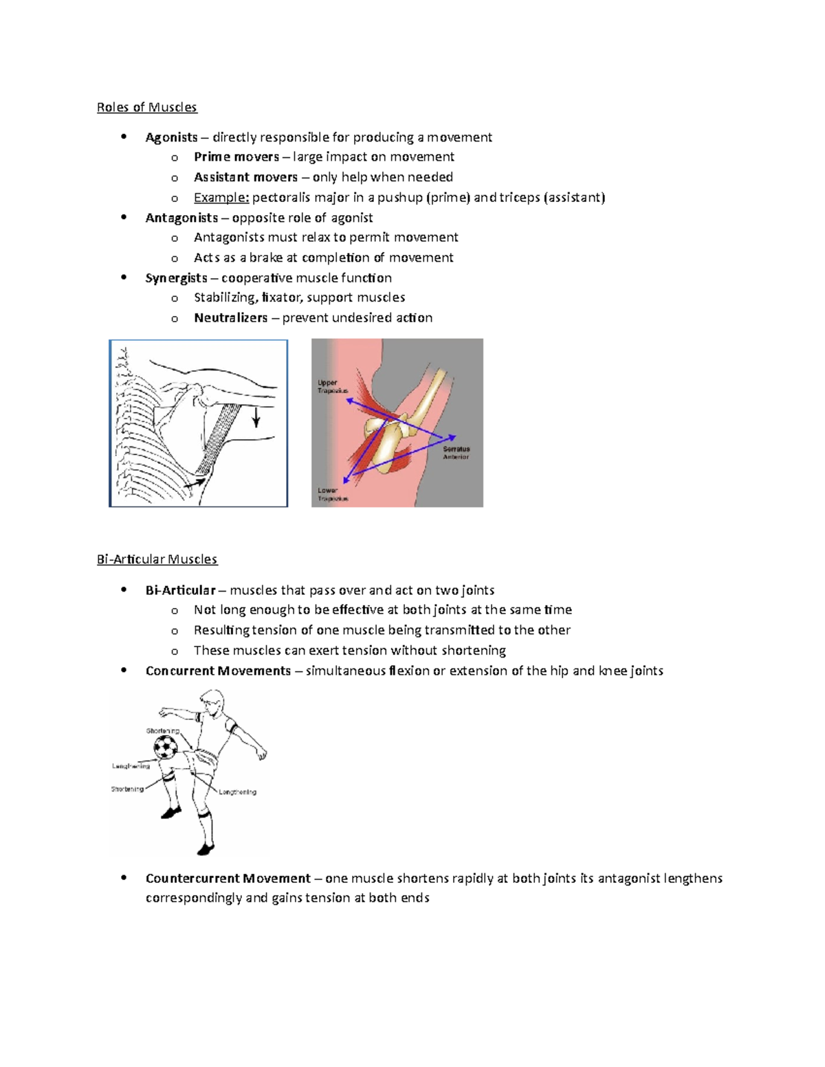 (6) Skeletal Muscle Roles of Muscles Agonists directly responsible