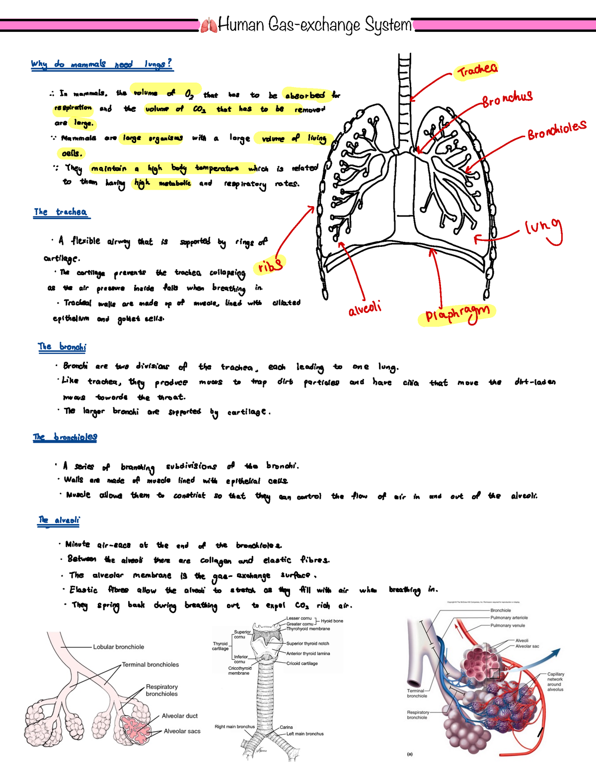 Human Gas Exchange Notes - 🫁 Human Gas-exchange System Why do mammals ...