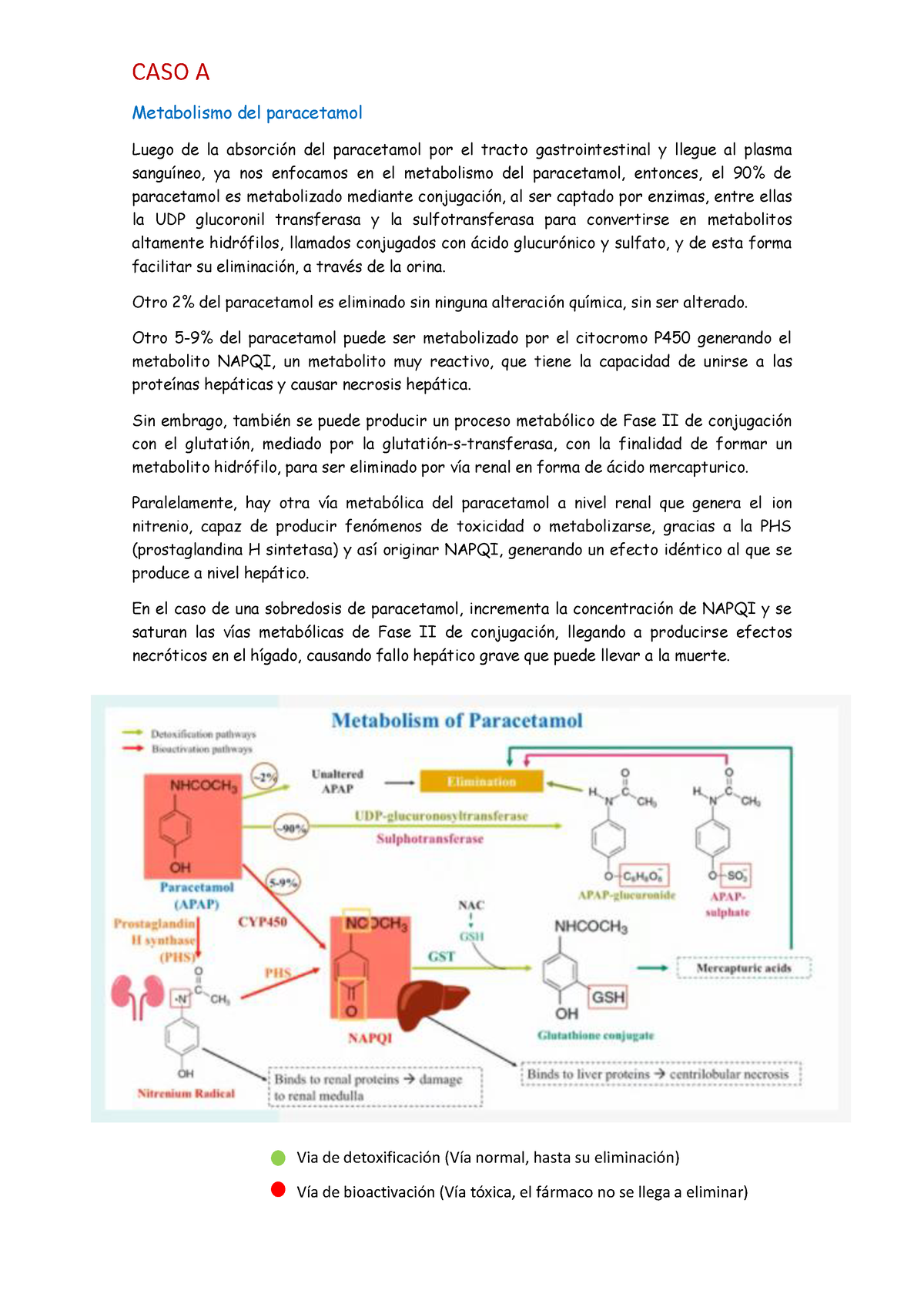 Fámaco Metabolismo Del Paracetamol Y Estatina Metabolismo Del