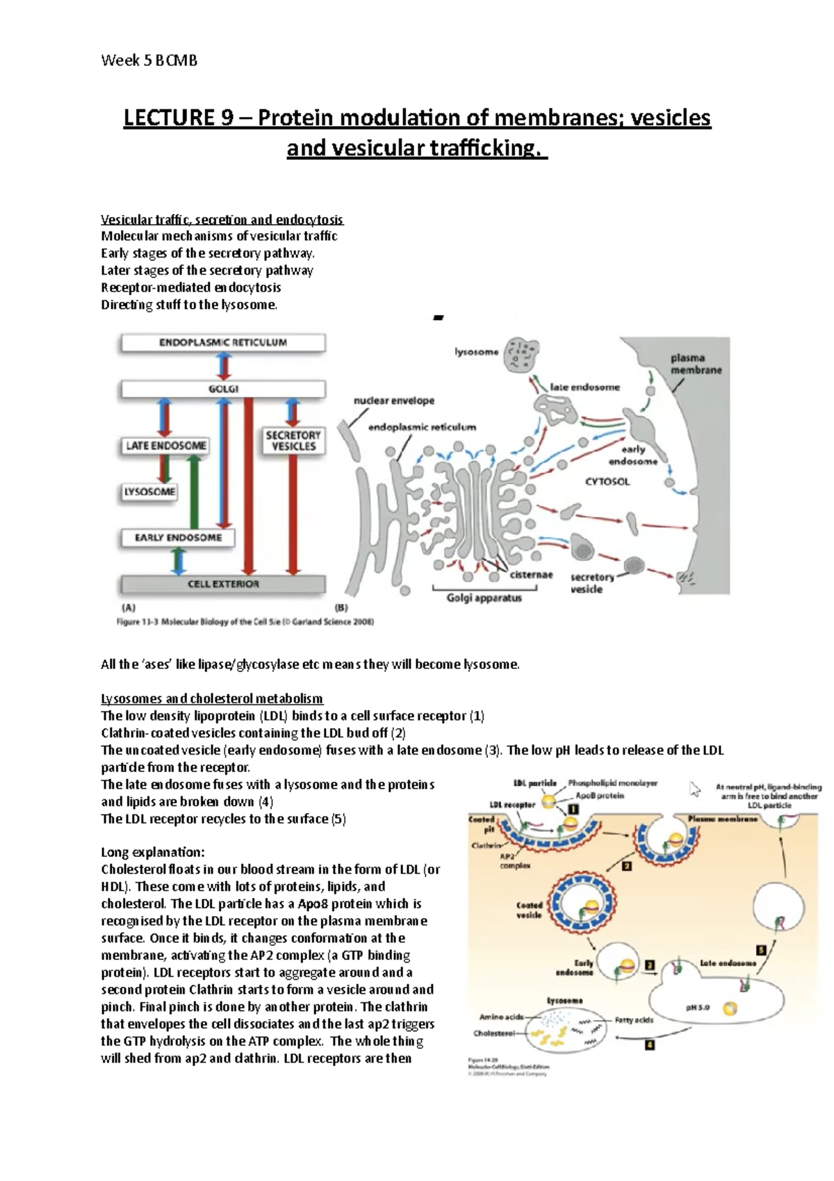 Bcmb Week 5 Lecture Notes Week 5 Bcmb Lecture 9 Protein