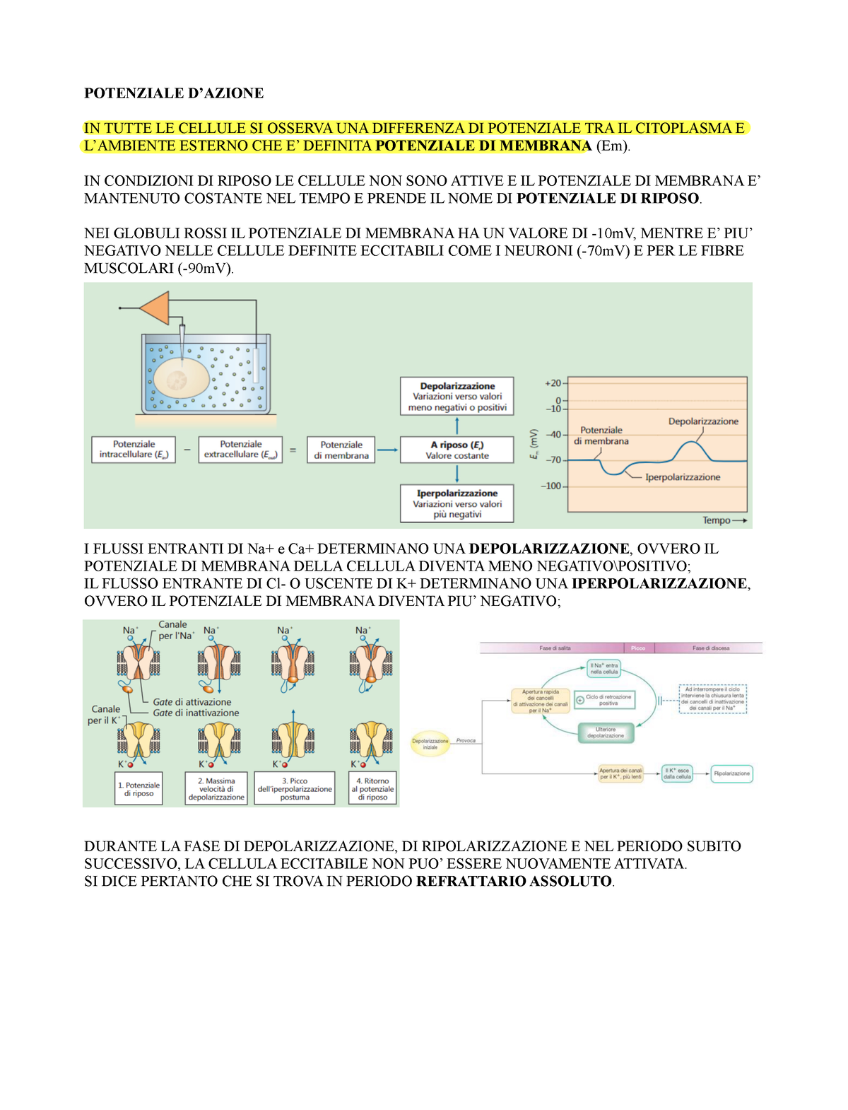 Il Potenziale D Azione Potenziale Dazione In Tutte Le Cellule Si Osserva Una Differenza