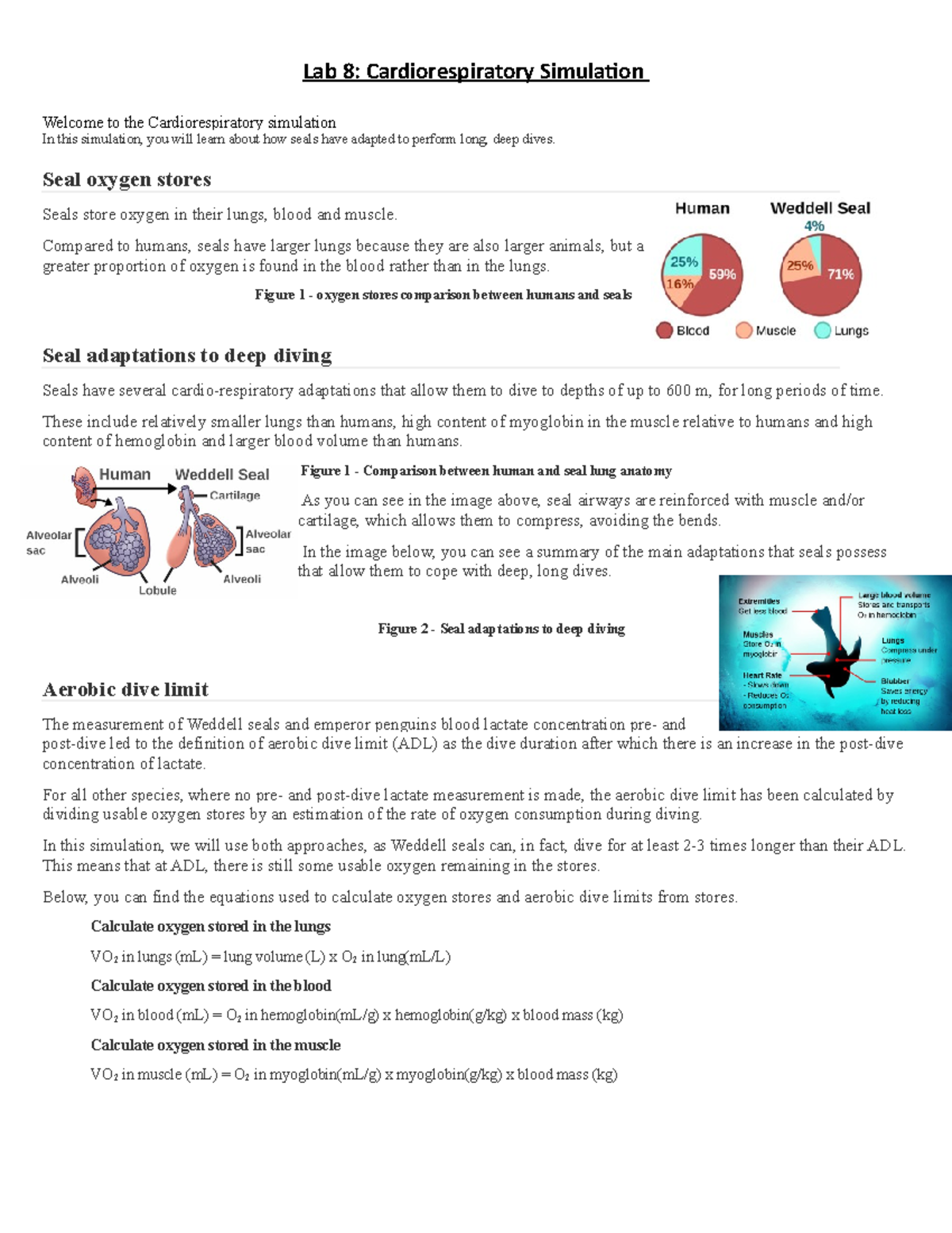 Lab 8 Cardiorespiratory simulation Lab 8 Cardiorespiratory