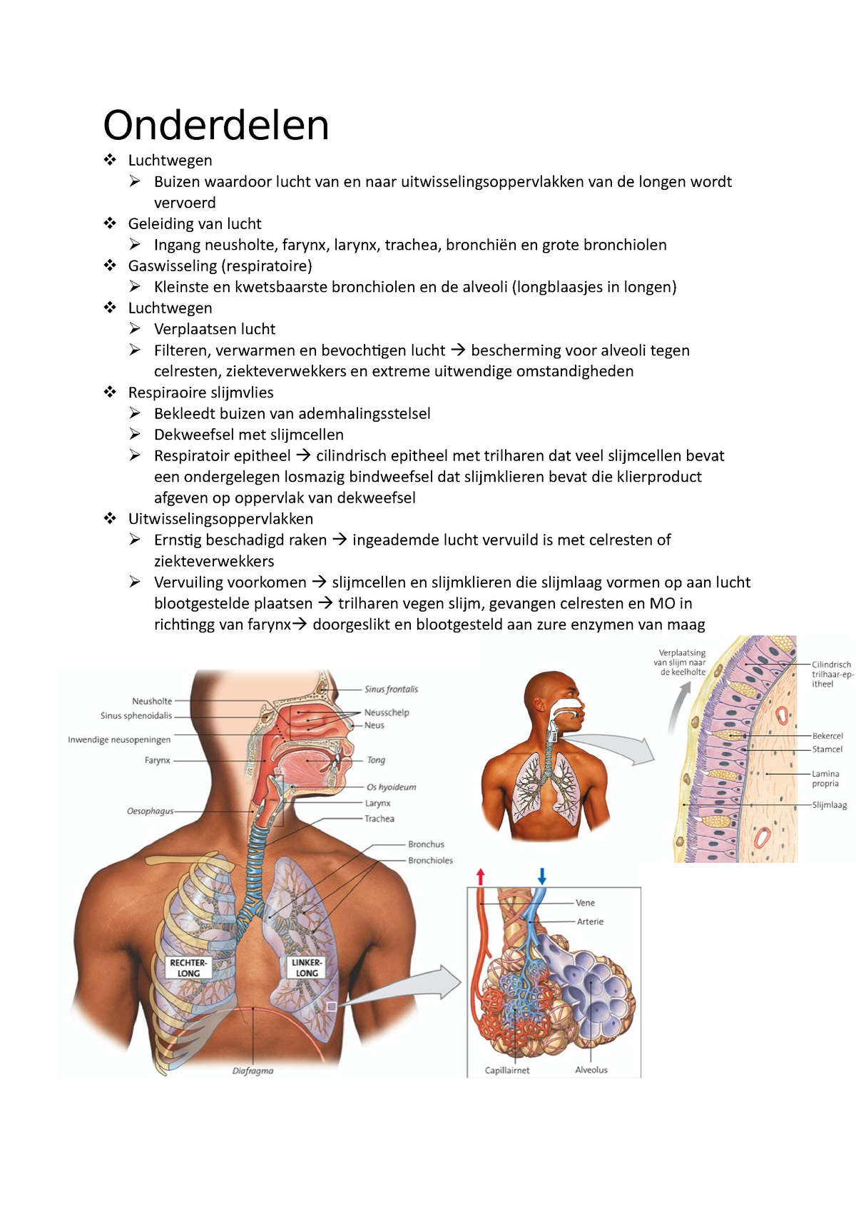 Hoofdstuk 6 Anatomie Van Het Ademhalingsstelsel Onderdelen