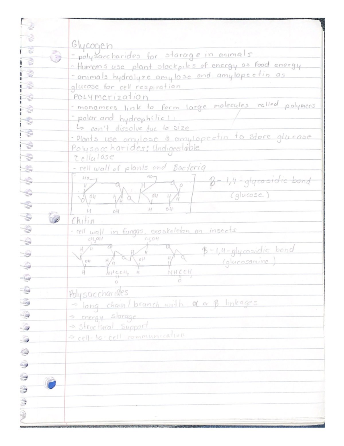Cell Respiration Quizletabout - o4iithu