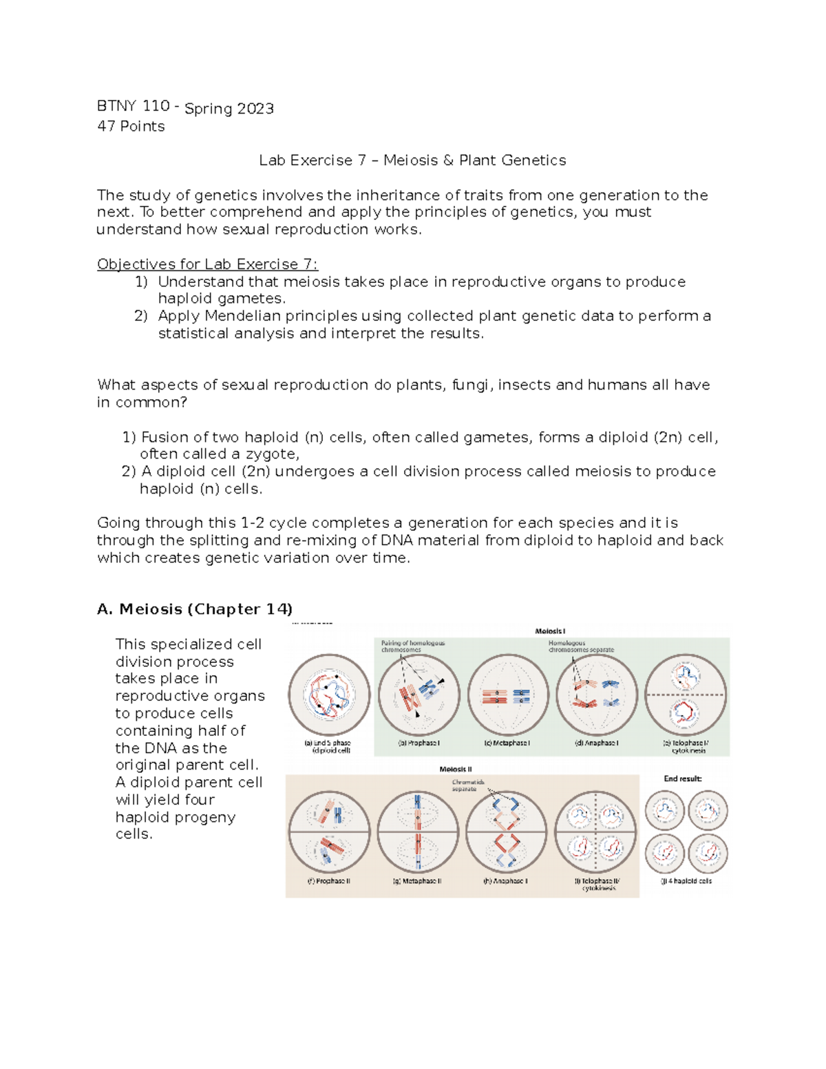 lab assignment 7 meiosis