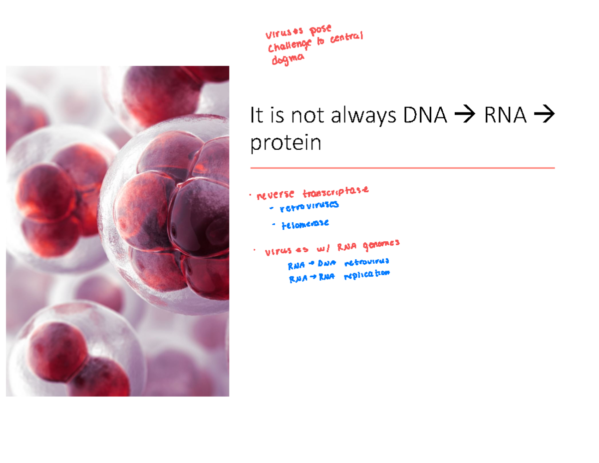 Viral Nucleic Acids Lecture notes from Dr. Nolta It is not always