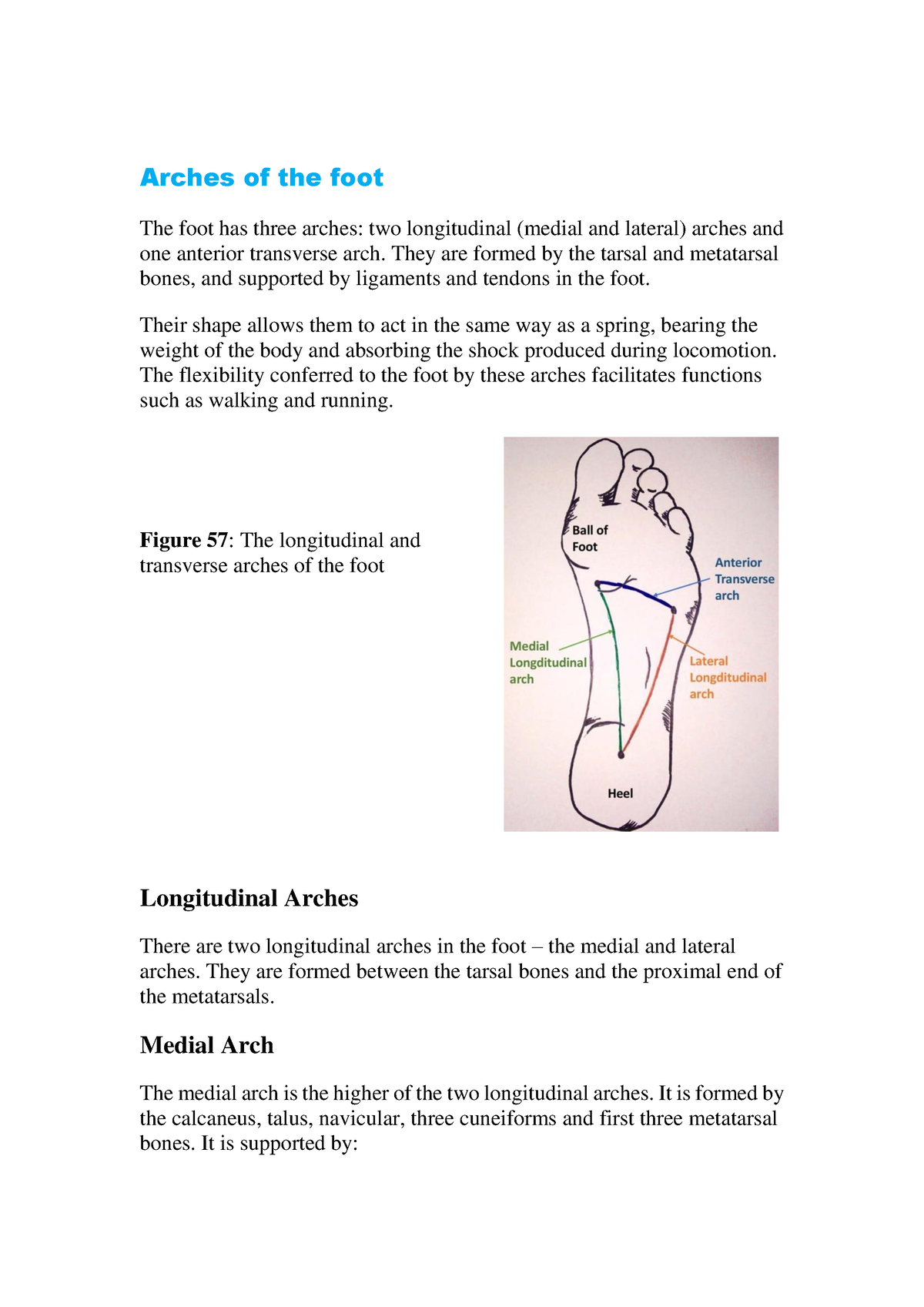 Arches of foot - physiology pathology - Arches of the foot The foot has ...