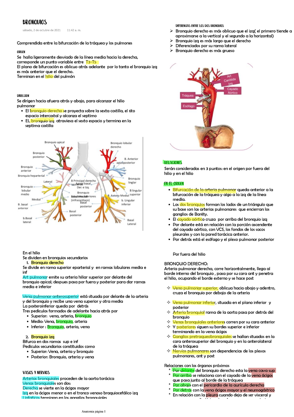 Bronquios, Apuntes Para Salir Bien En Tus Examenes - Anatomía - BUAP ...