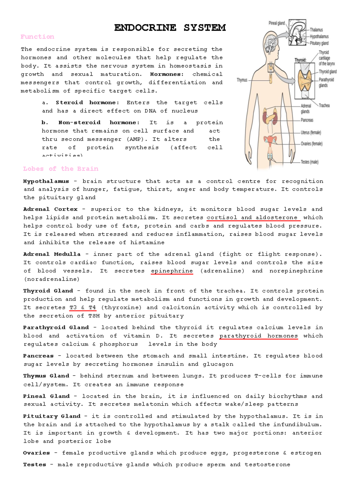 Endocrine summary study guide - Function The endocrine system is ...