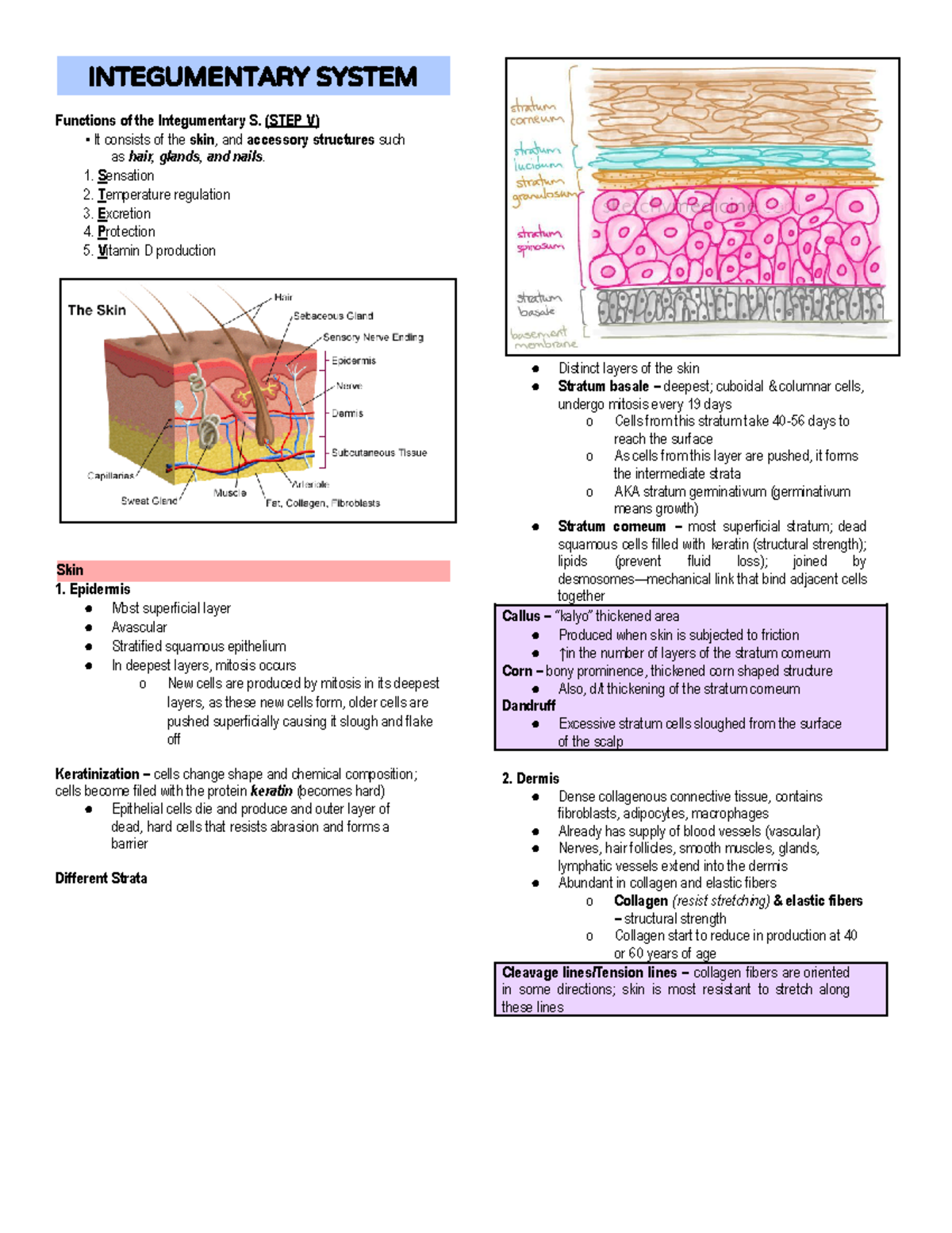Skin, hair, and nails - HAIR - INTEGUMENTARY SYSTEM Functions of the ...