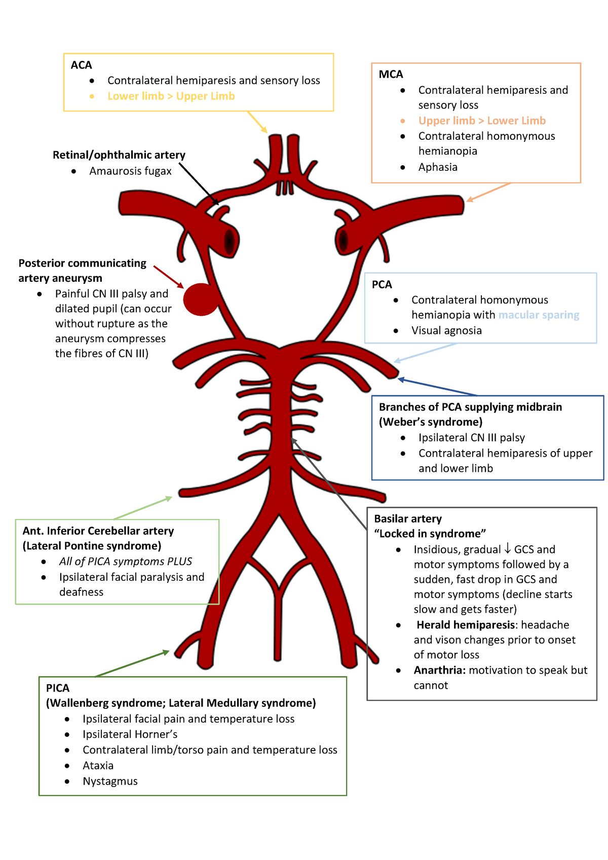 Stroke Syndromes - ACA Contralateral hemiparesis and sensory loss Lower ...