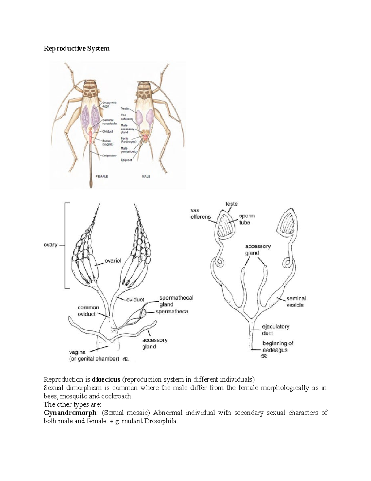 Reproductive System - Notes - Reproductive System Reproduction is ...