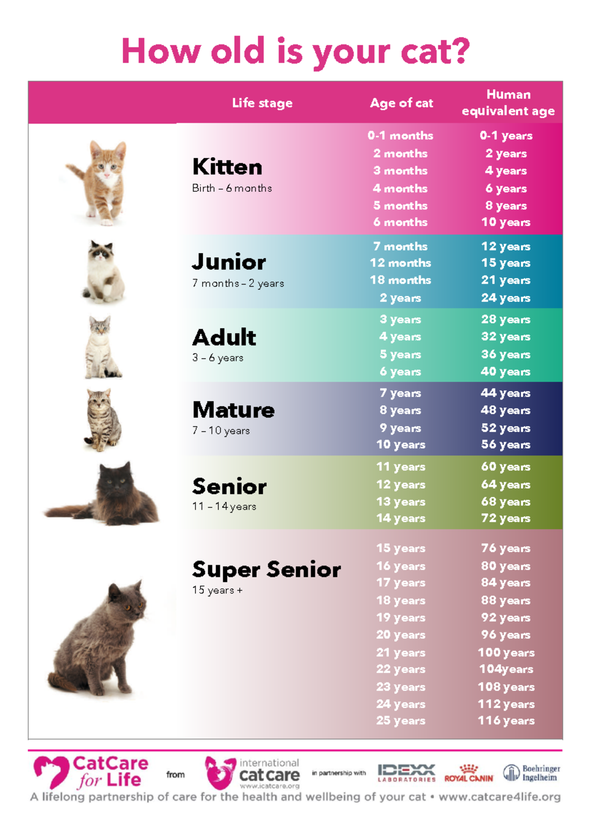 How old is your cat A4 - How old is your cat - How old is your cat ...