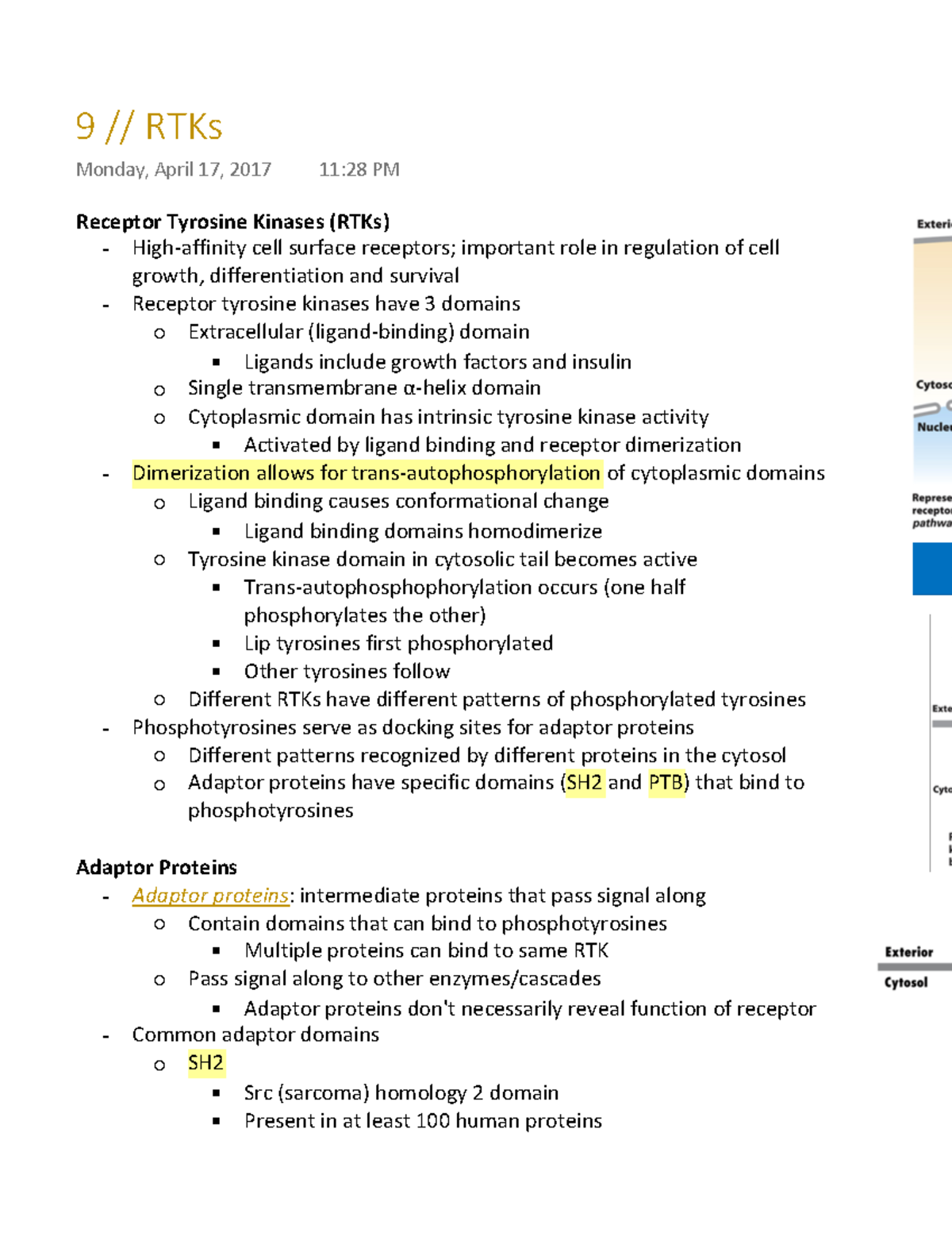 9 RTKs - Lecture notes for bio2382 2017 - Receptor Tyrosine Kinases ...