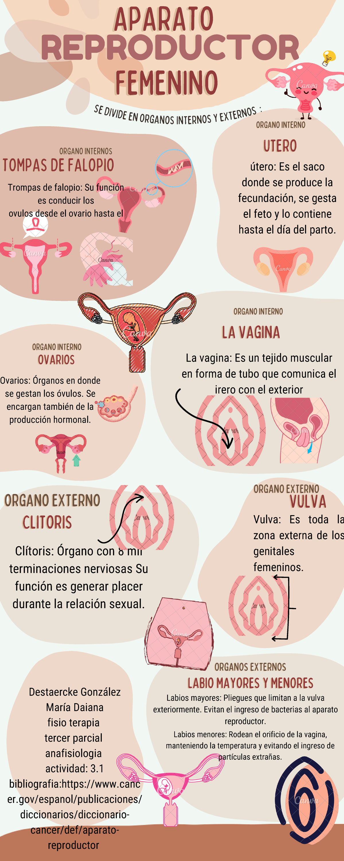 aparato-reproductor-femenino-clitorisclitoris-vulva-es-toda-la-zona