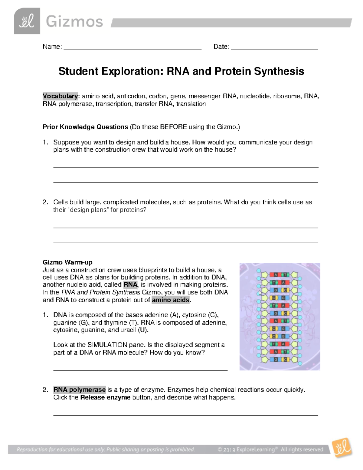 RNAProtein Synthesis Gismo assignment moleculer biology - Name: - Studocu