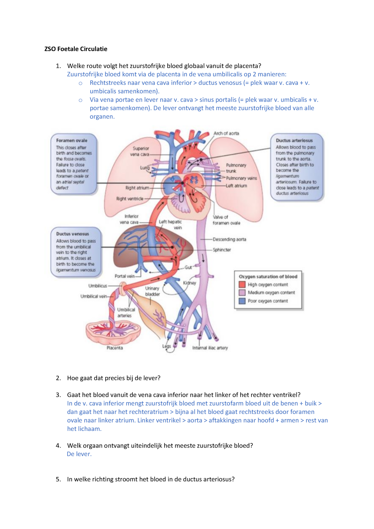 Zso Foetale Circulatie Q Zso Foetale Circulatie Welke Route Volgt