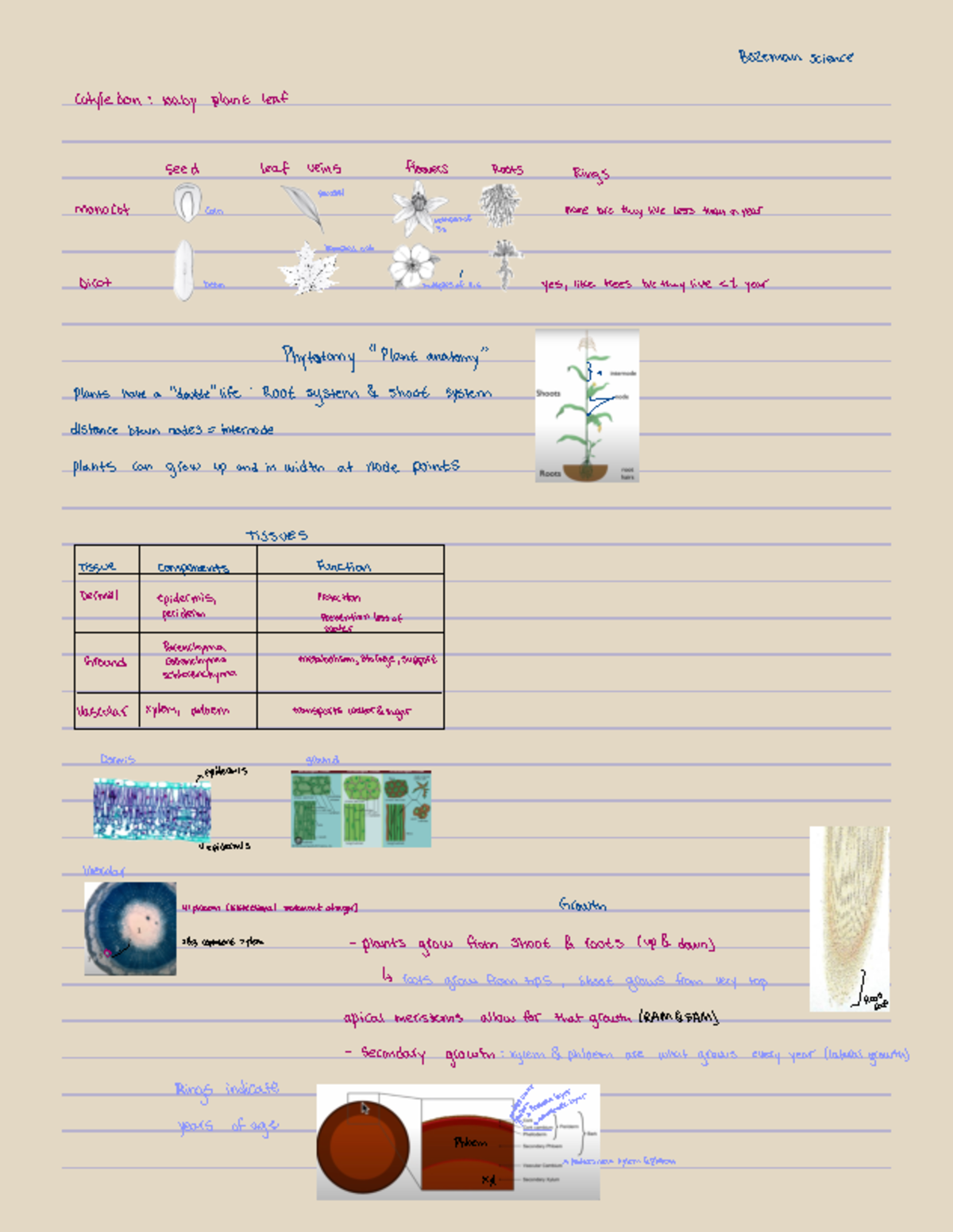 Bio Lab NotesLab notes - Bozeman science Cotyledon : baby plant leaf ...