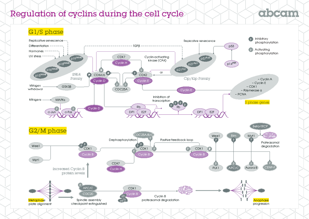 Regulation-of-Cyclins - Regulation of cyclins during the cell cycle ...