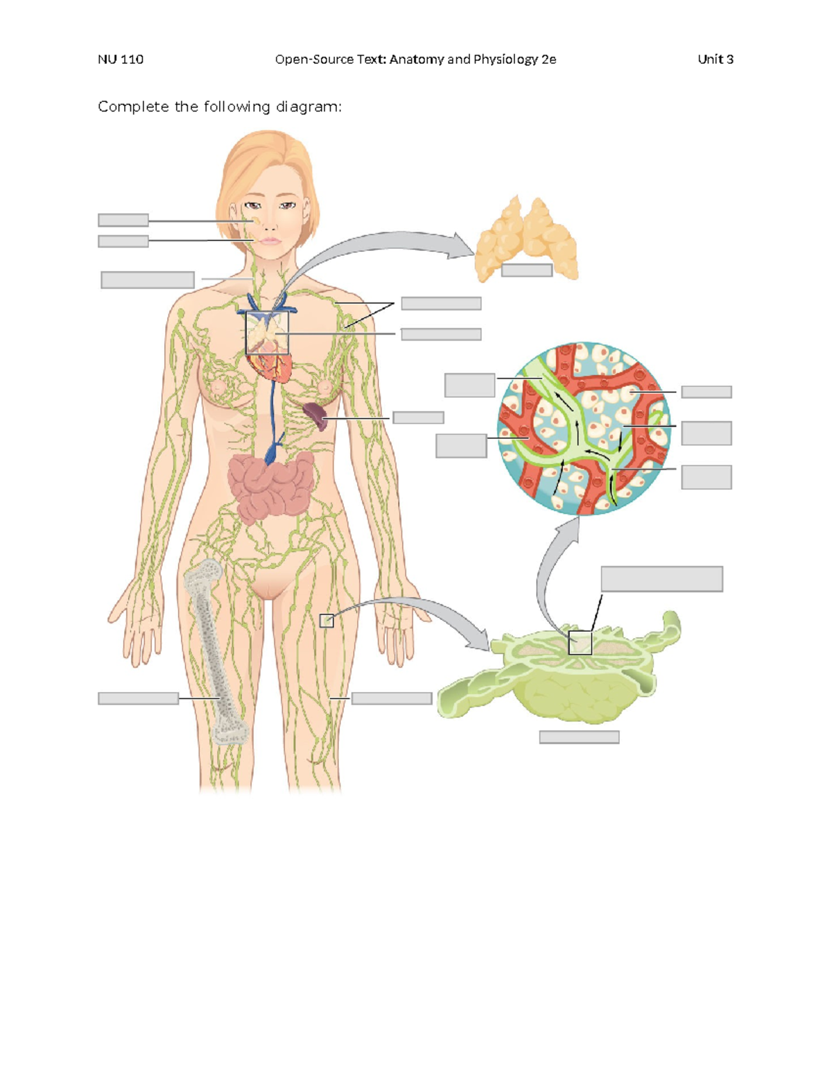 Nu 110 anatomy and physiology 2e unit 3 immune system notes nu 110