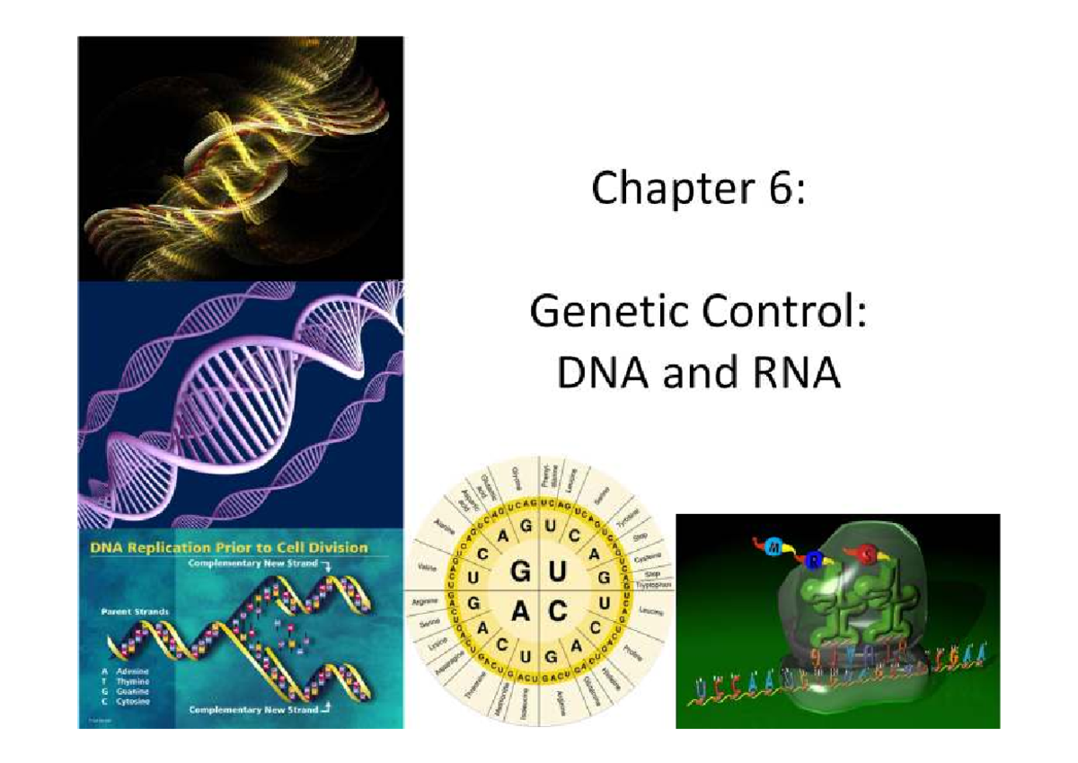 6A - Nucleic acids and protein synthesis for A level. - Cell biology ...