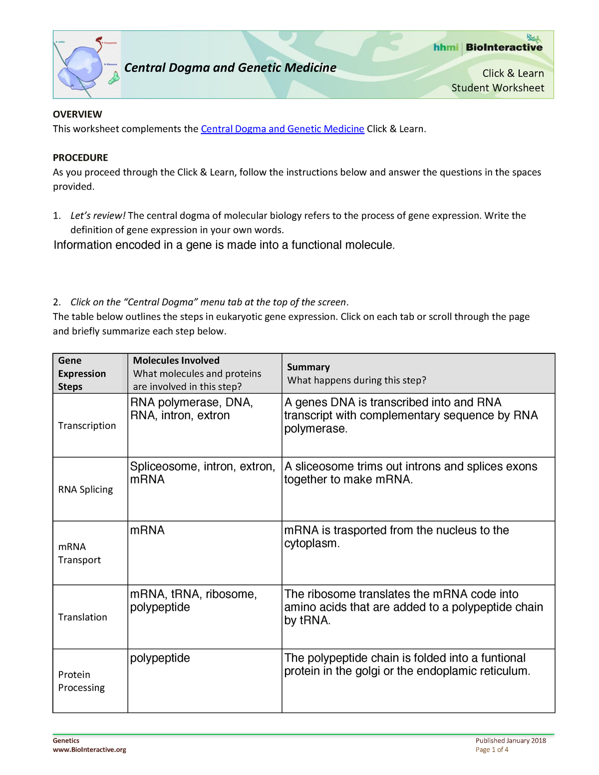 mitosis-in-onion-cells-a-worksheet-with-answers-style-worksheets