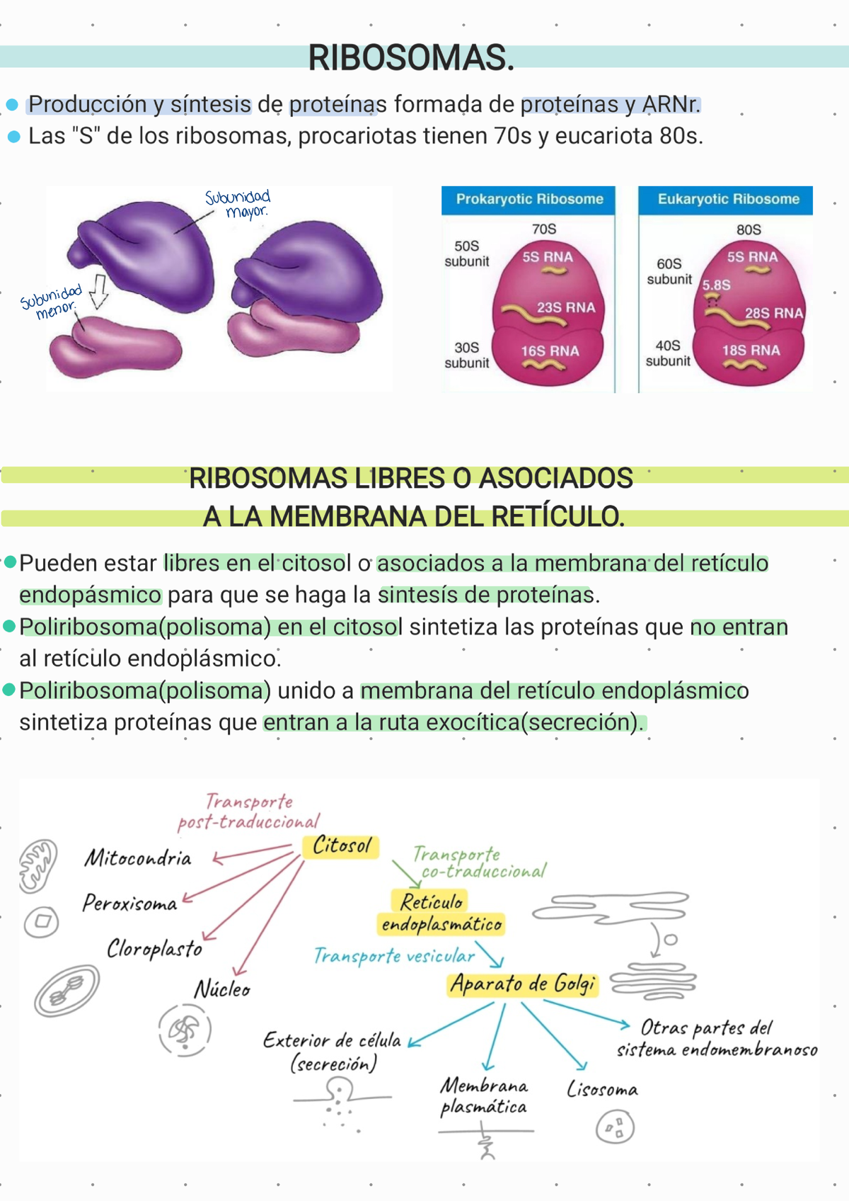 Biocel Solemne 2 - Biología Celular - Studocu