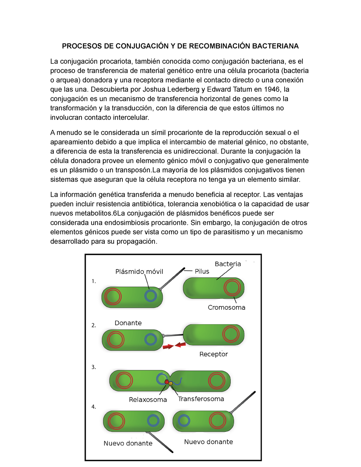 proceso de conjugación bacteriana