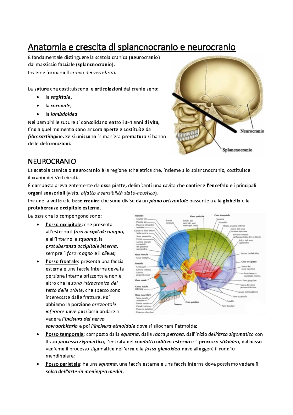 Anatomia delle ossa craniche ct assiale