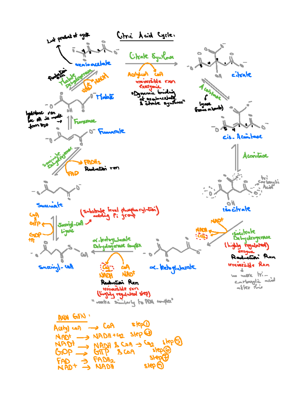 Citric Acid Cycle 2 - Biochemistry notes - Last productofThe Citric ...