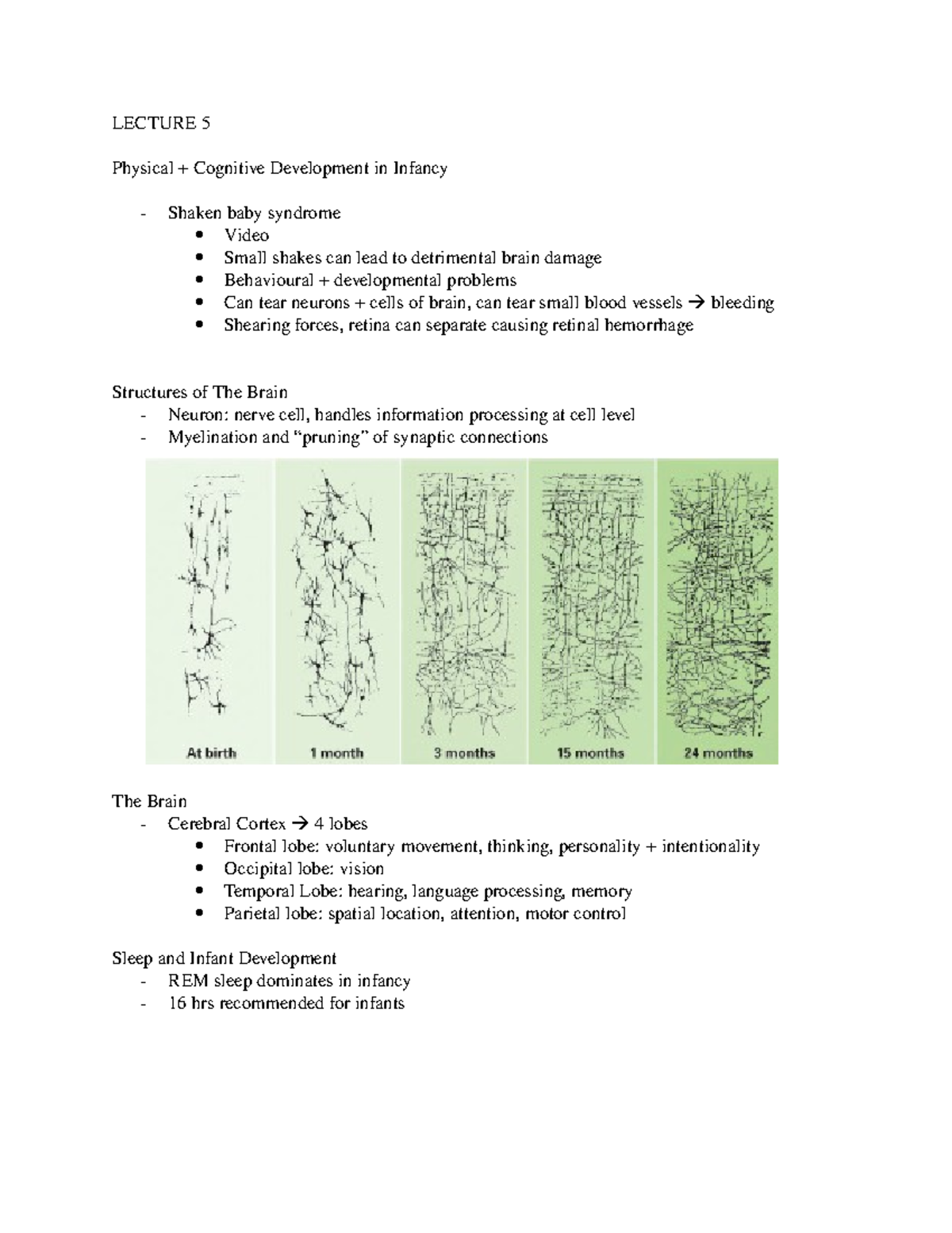 Chapter 5 Notes - LECTURE 5 Physical + Cognitive Development in Infancy ...