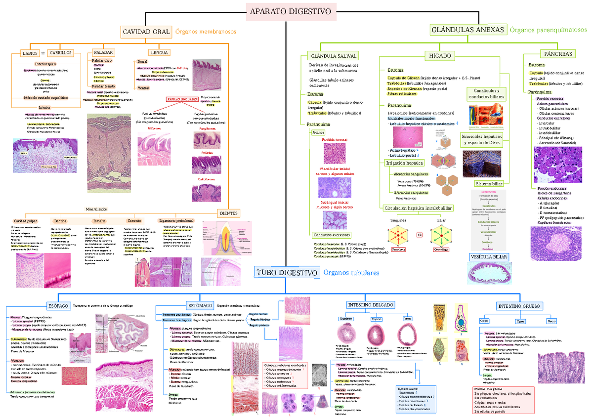 Biomedicina. Histologia. Aparato Digestivo. Mapa Conceptual - Histología -  CARRILLOS i : su ~ W 5 WN - Studocu