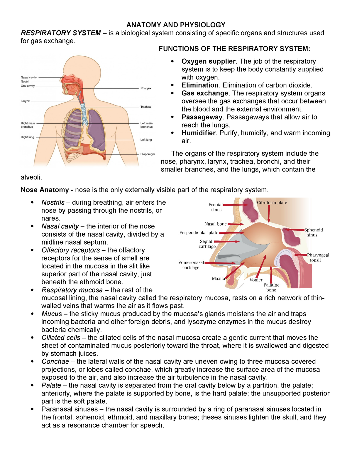 Anaphy P3 - Reviewer - ANATOMY AND PHYSIOLOGY RESPIRATORY SYSTEM – is a ...