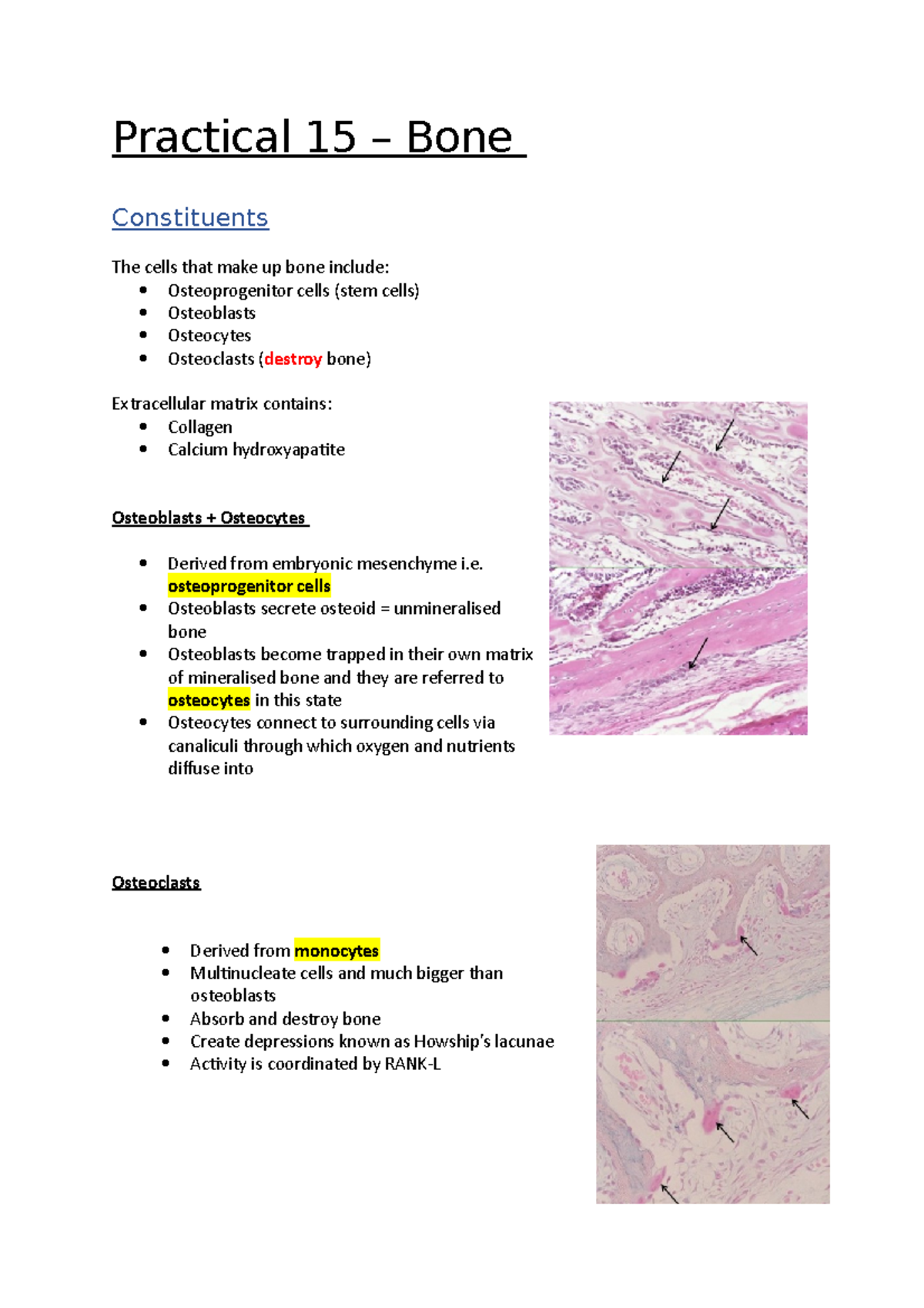 Practical 15 - Bone - Histology notes - Practical 15 – Bone ...
