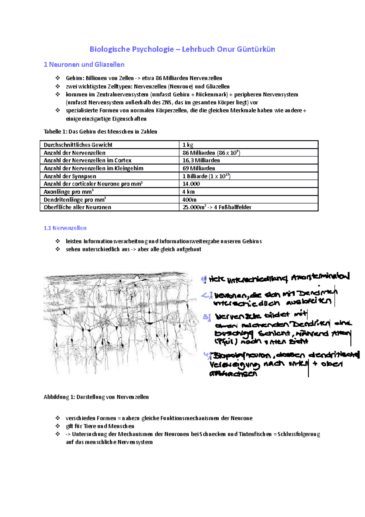 1 Neurone Und Gliazellen - Biologische Psychologie – Lehrbuch Onur ...