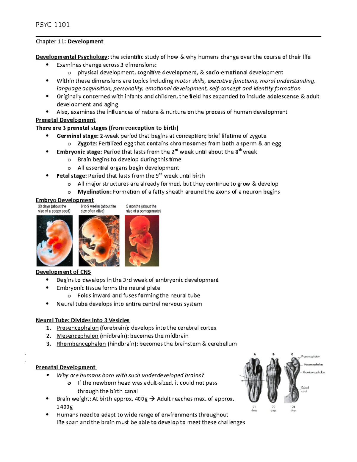 PSYC 1101 Notes For Chapter 11 - PSYC 1101 Chapter 11: Development ...