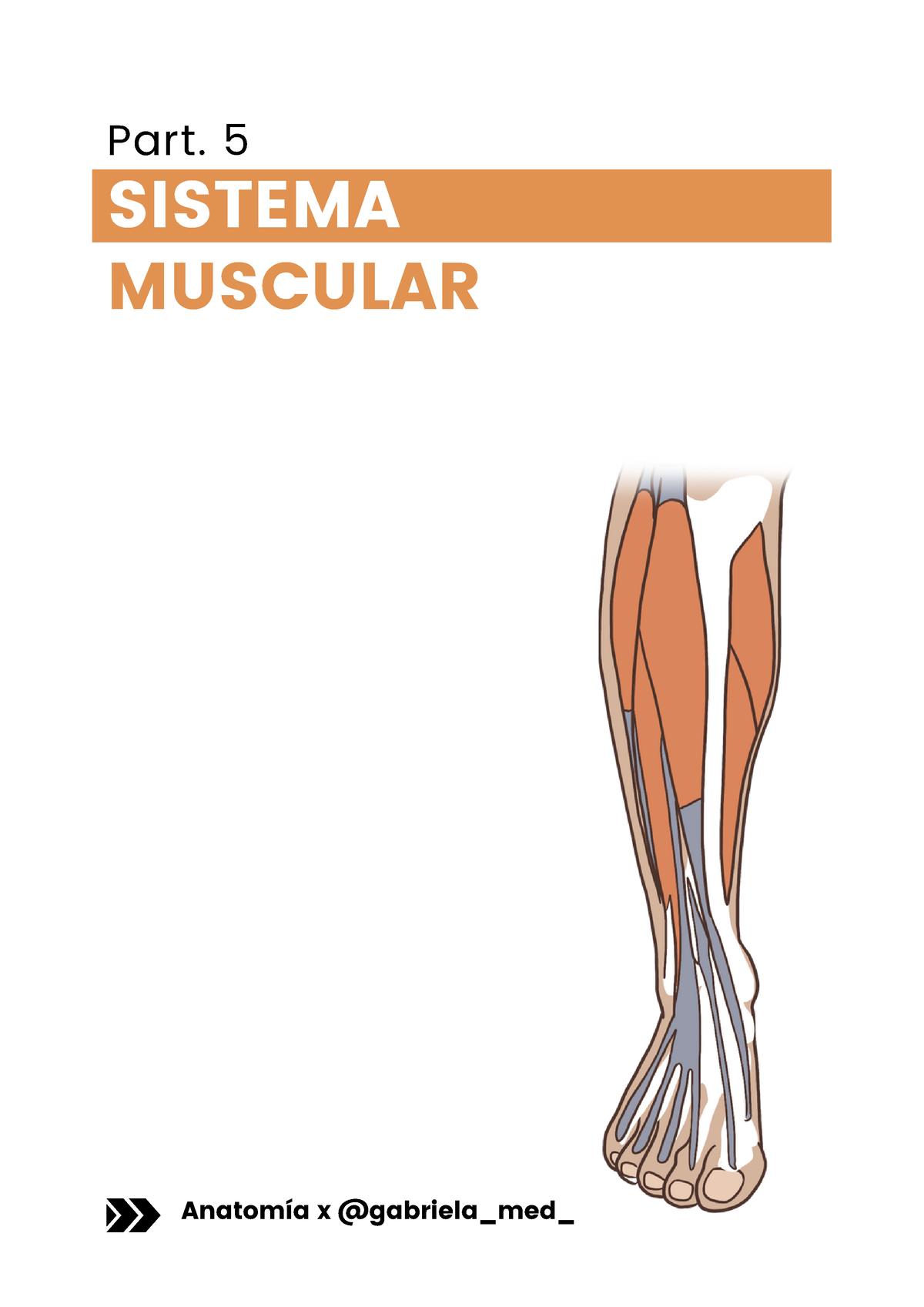 Sistema Muscular - SISTEMA MUSCULAR ####### Anatomía X @gabriela_med ...