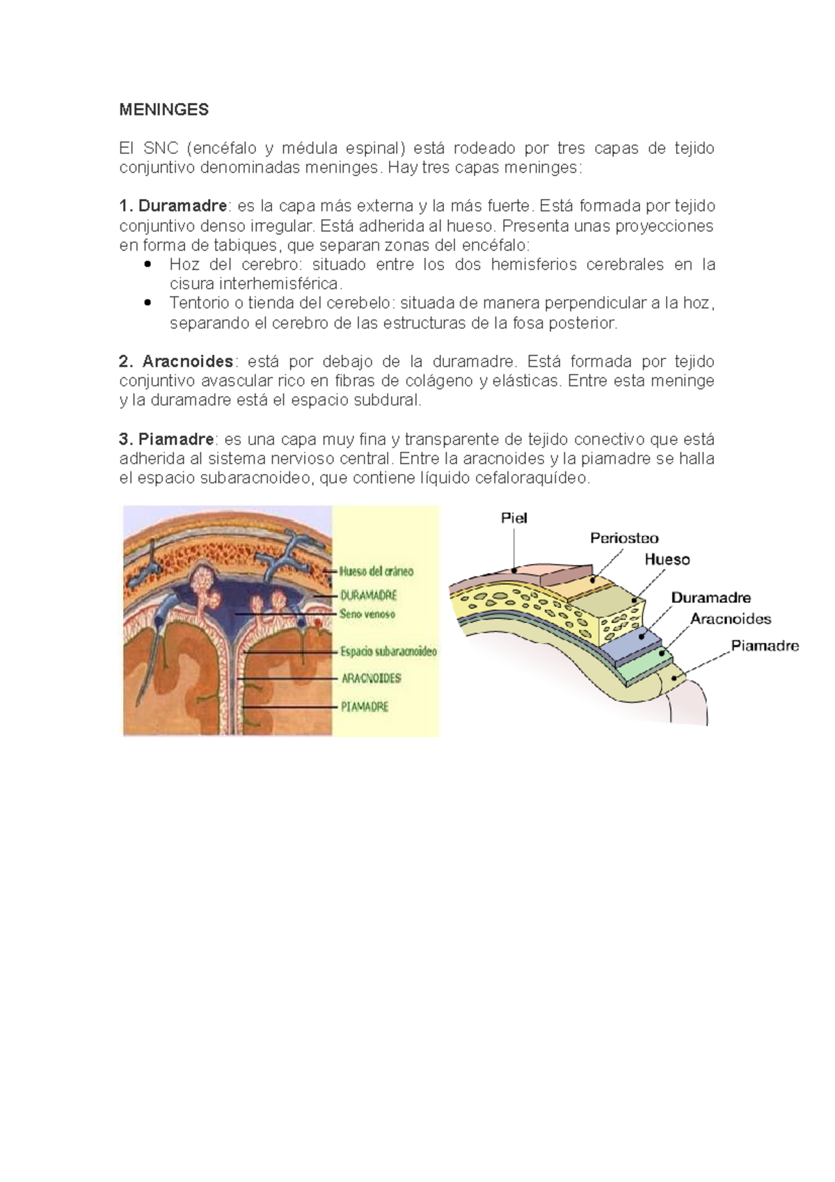 Sistema Nervioso Apuntes 2 - Meninges El Snc (encéfalo Y Médula Espinal 