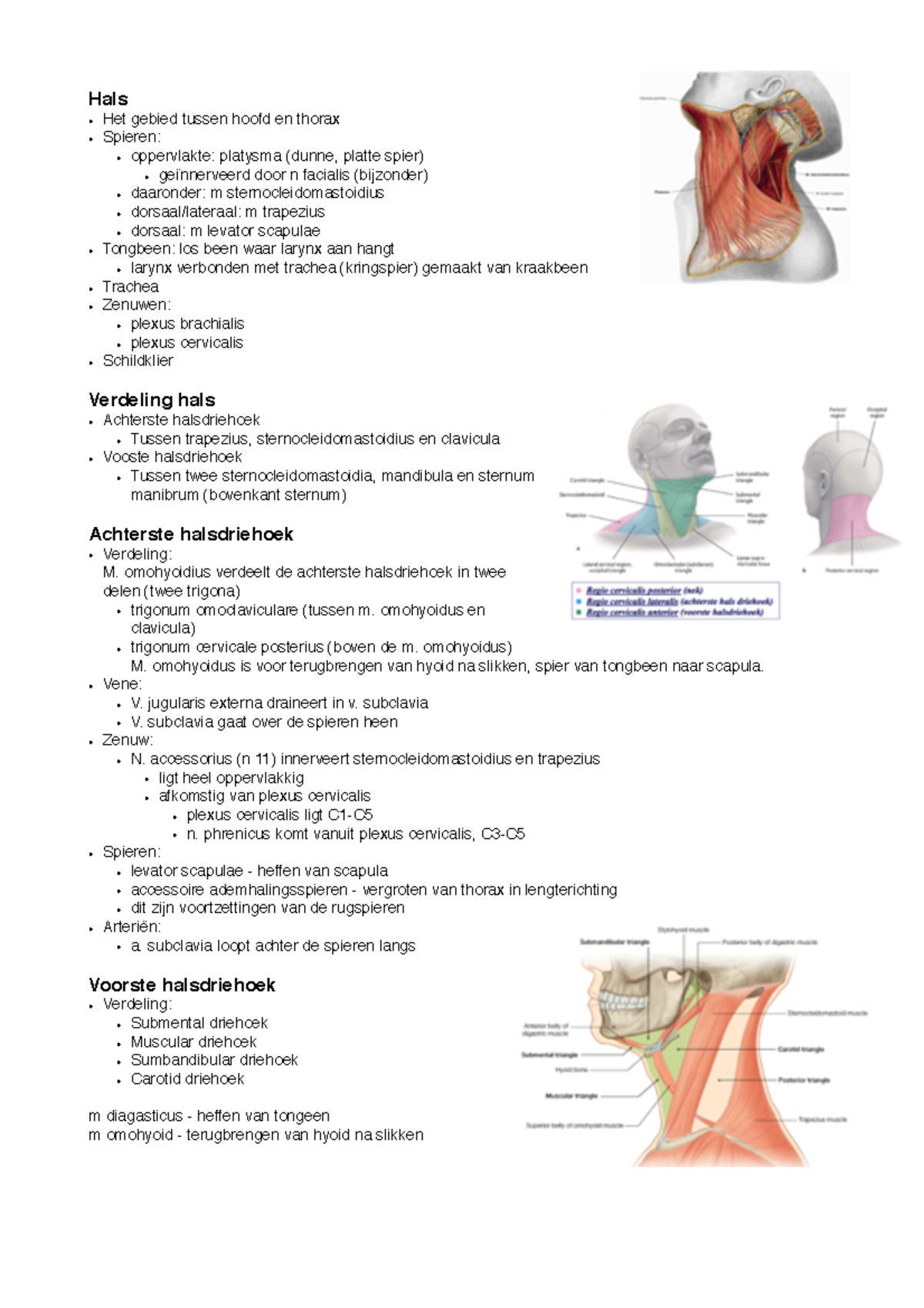 Samenvatting - Hals - Hals • Het Gebied Tussen Hoofd En Thorax ...