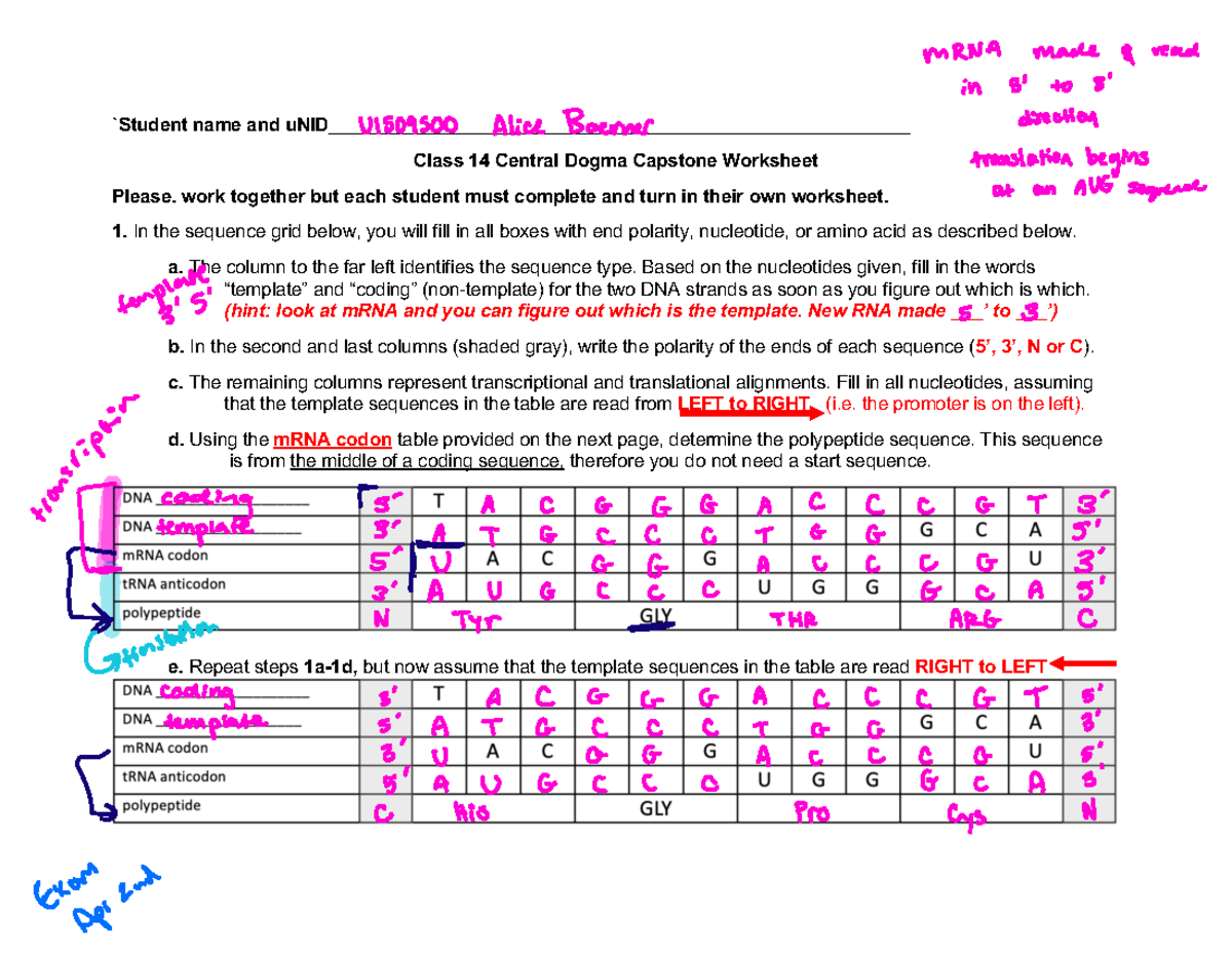 3-Worksheet+14+Central+Dogma+S%2724 - `Student name and - Studocu