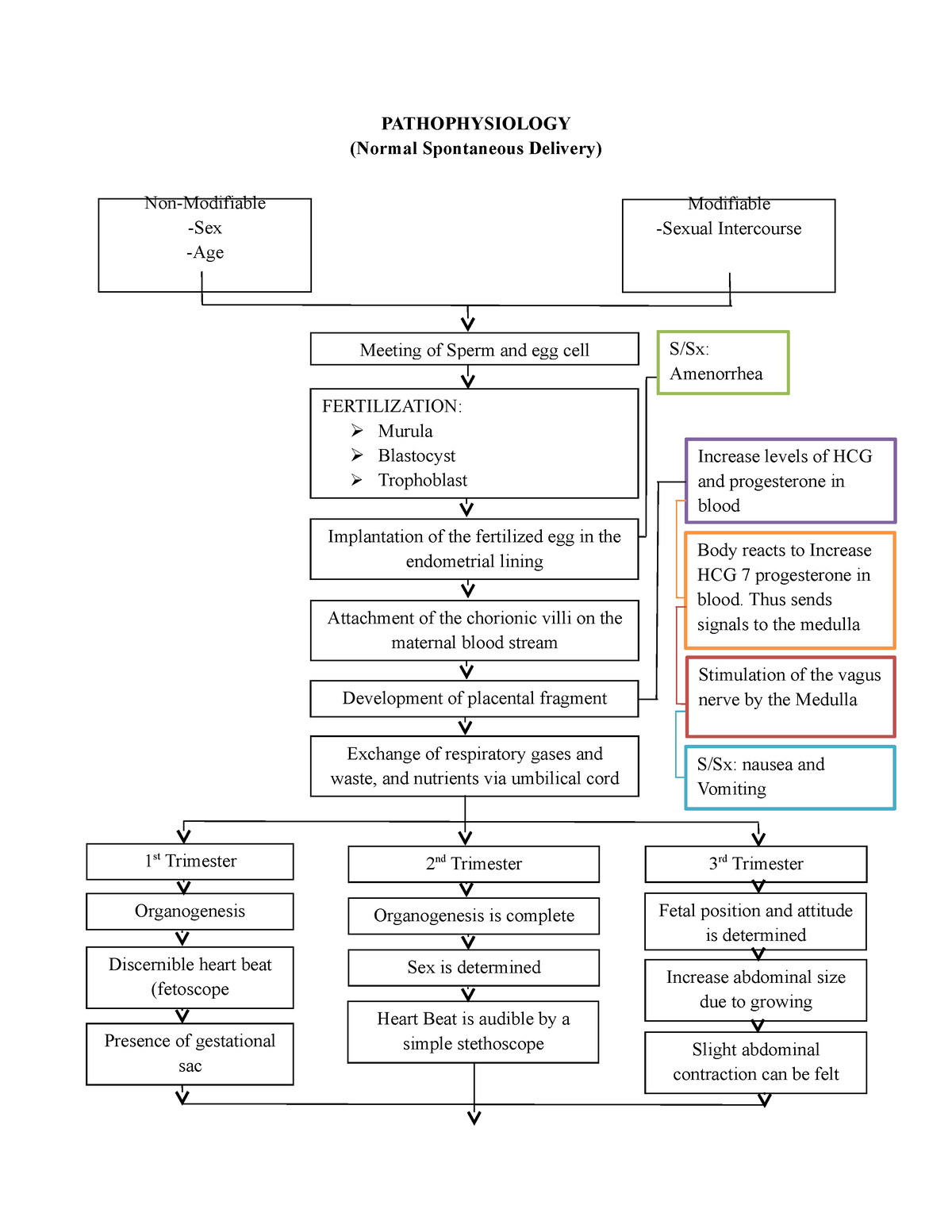 pathophysiology-physiology-of-normal-spontaneous-delivery