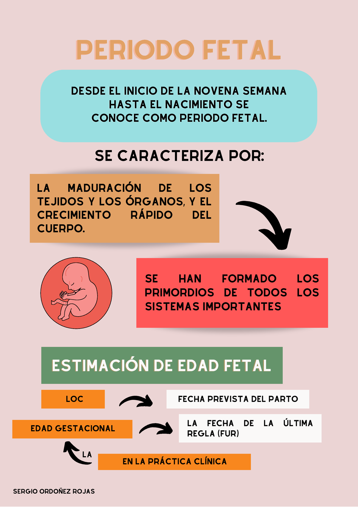 Periodo Fetal Embriologia Clinica La MaduraciÓn De Los Tejidos Y Los Órganos Y El 