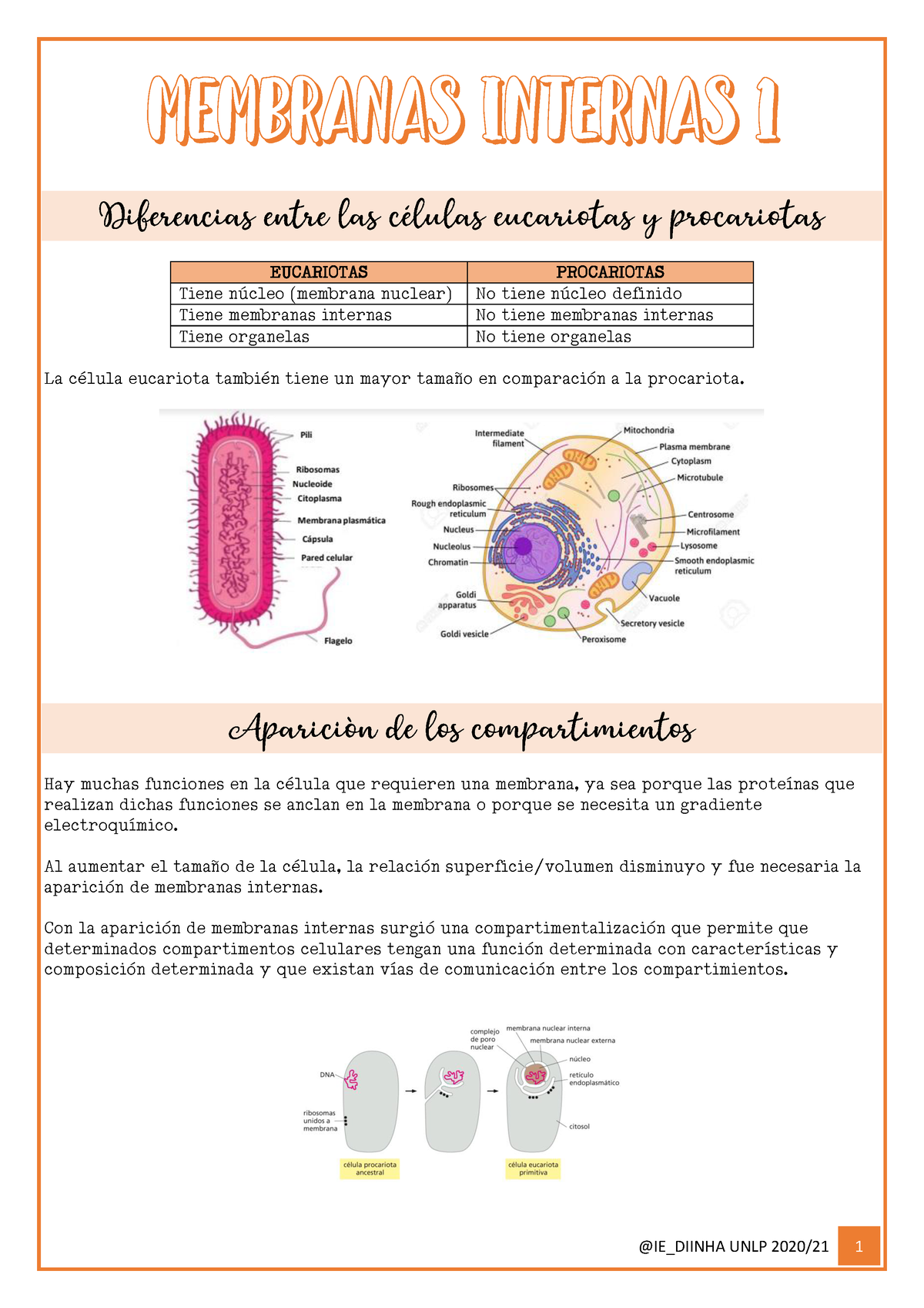 9 Membranas Internas 1 Ie Diinha Unlp Biologia Eucariotas Procariotas Tiene Núcleo 8905