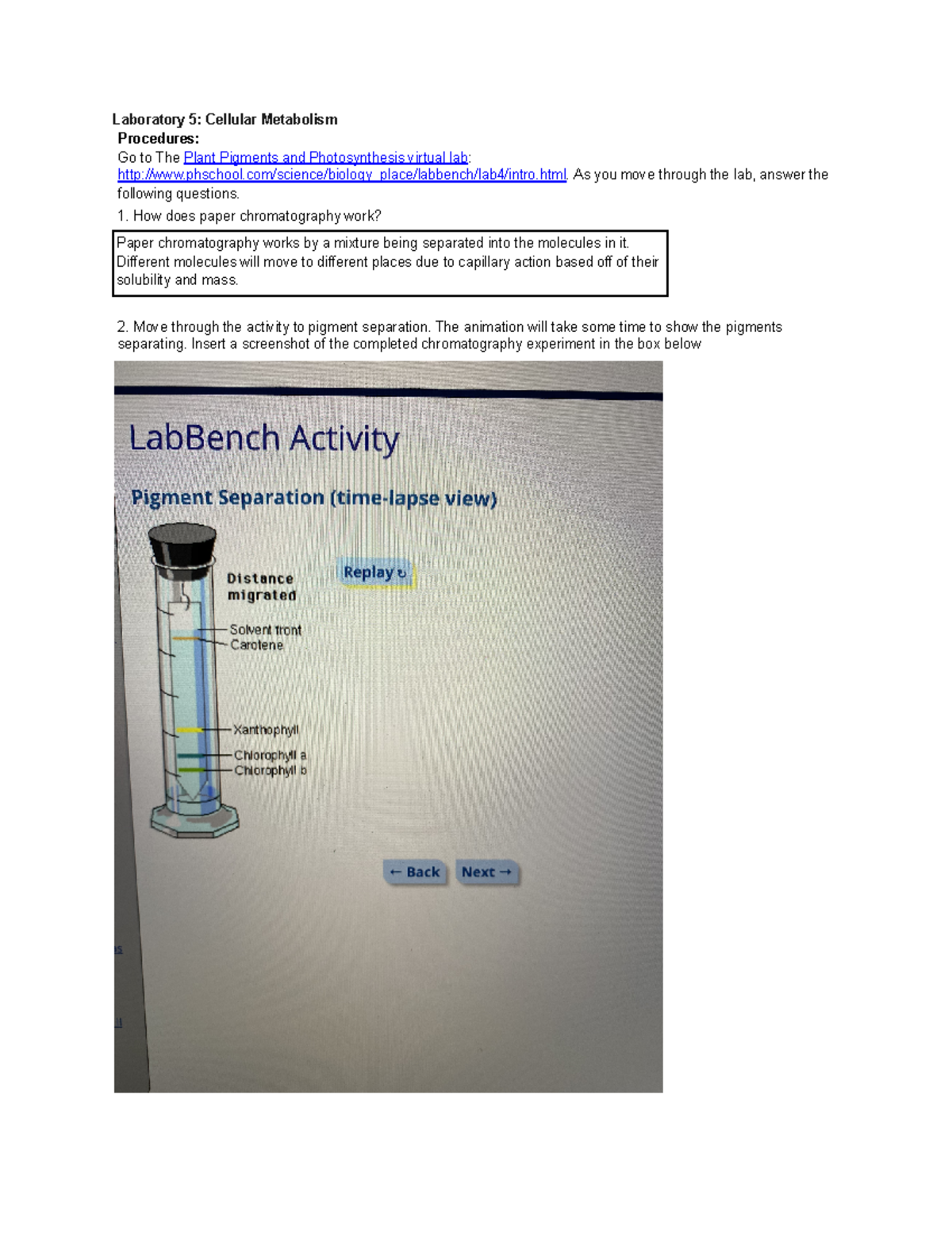 Bio Lab 5 Write-Up Cellular Metabolism - Google Docs - Laboratory 5 ...