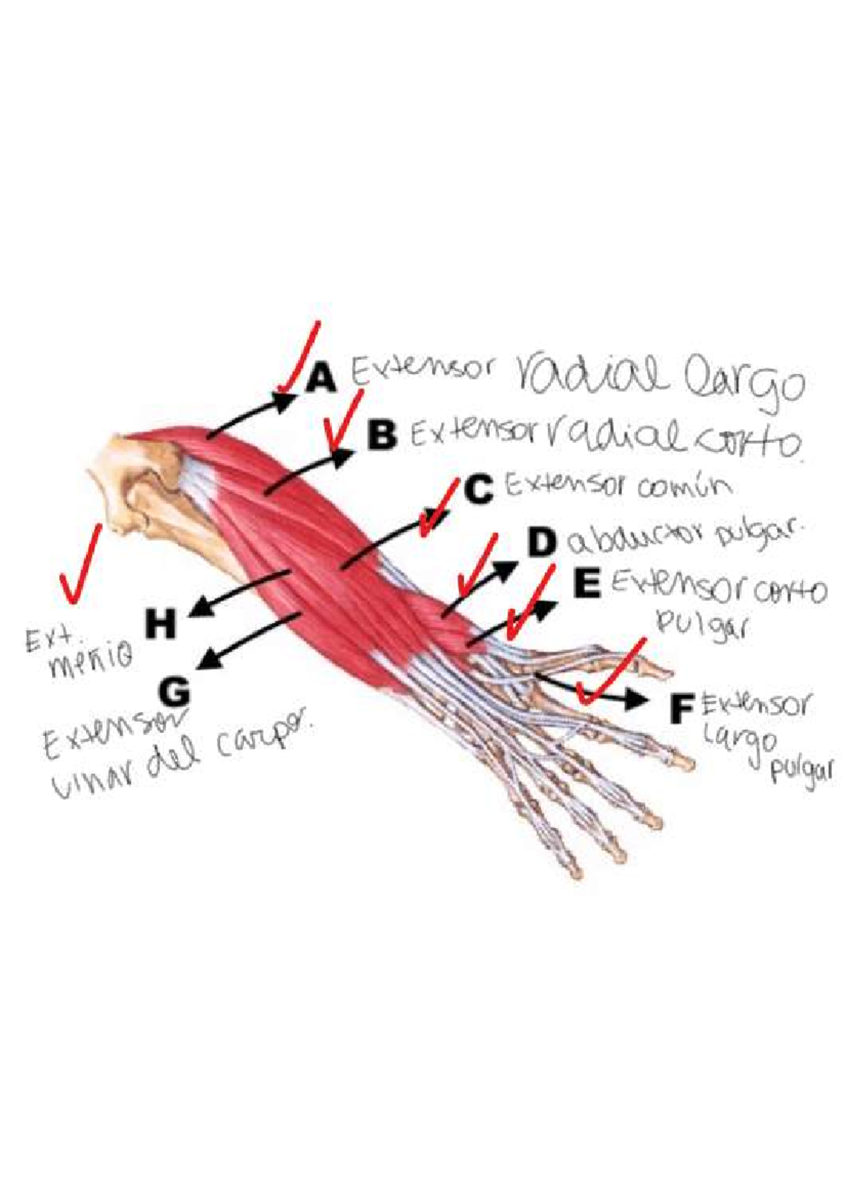 Antebrazo y mano - Morfología - A Extensor radial Cargo B Extensor ...