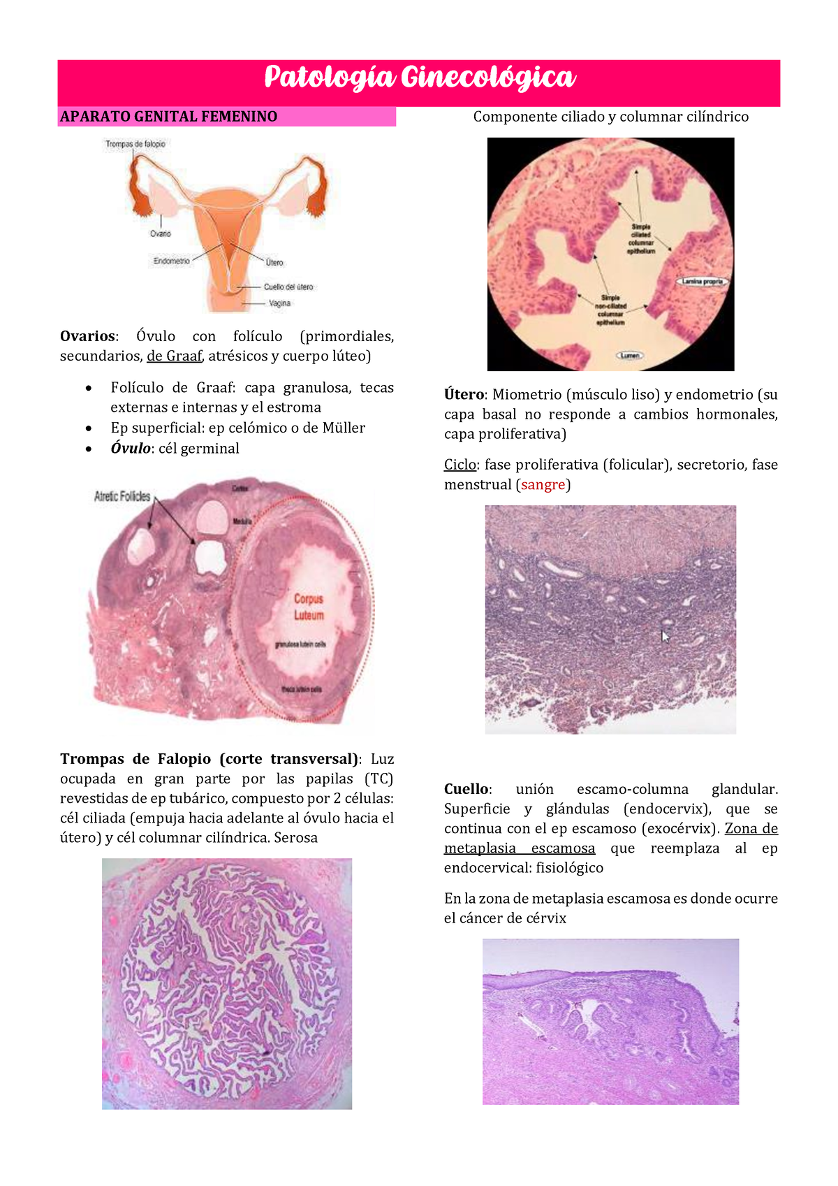 Patología Ginecológica Patología Ginecológica Aparato Genital Femenino Ovarios Óvulo Con 