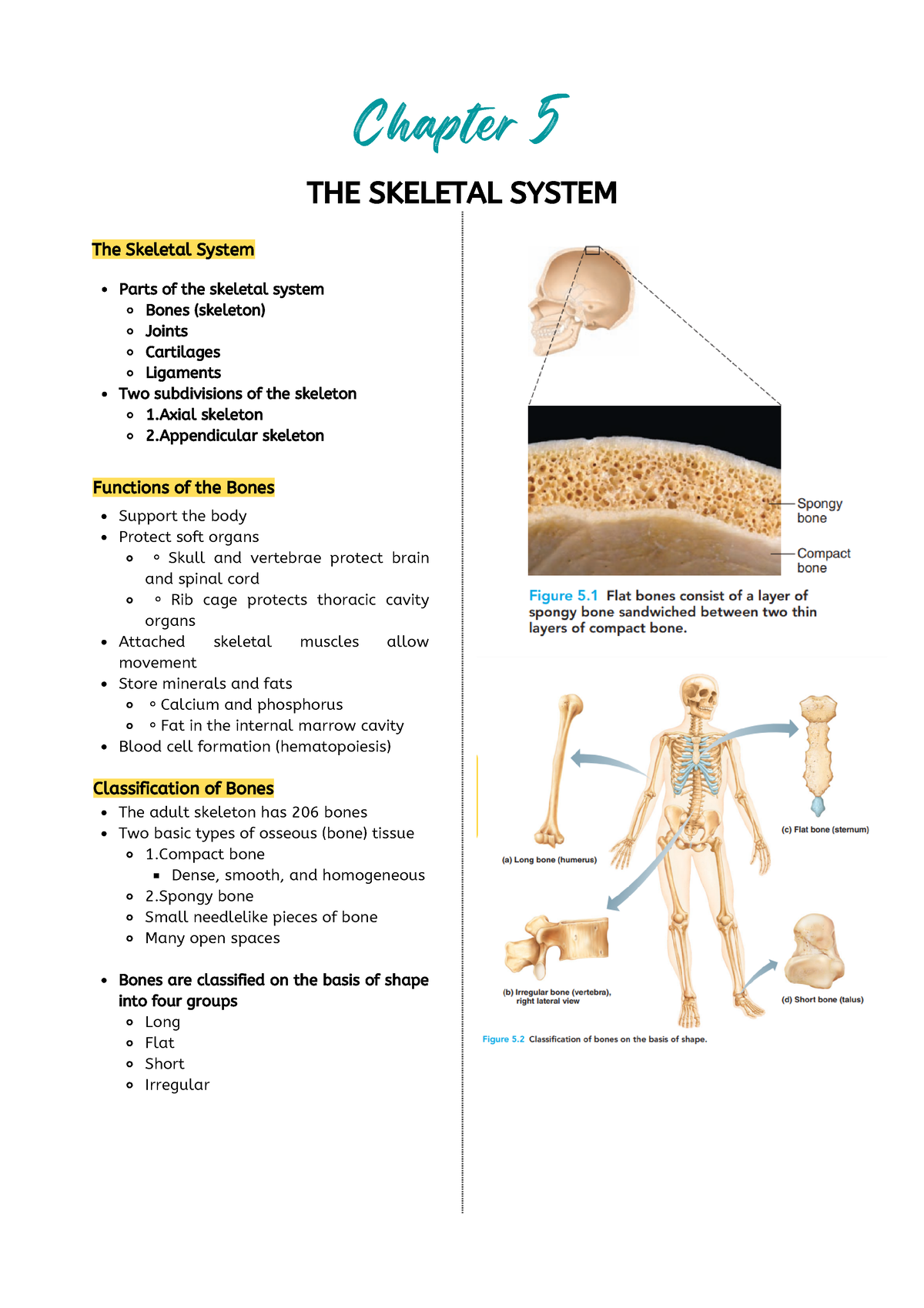 chapter 5 the skeletal system short answer essay