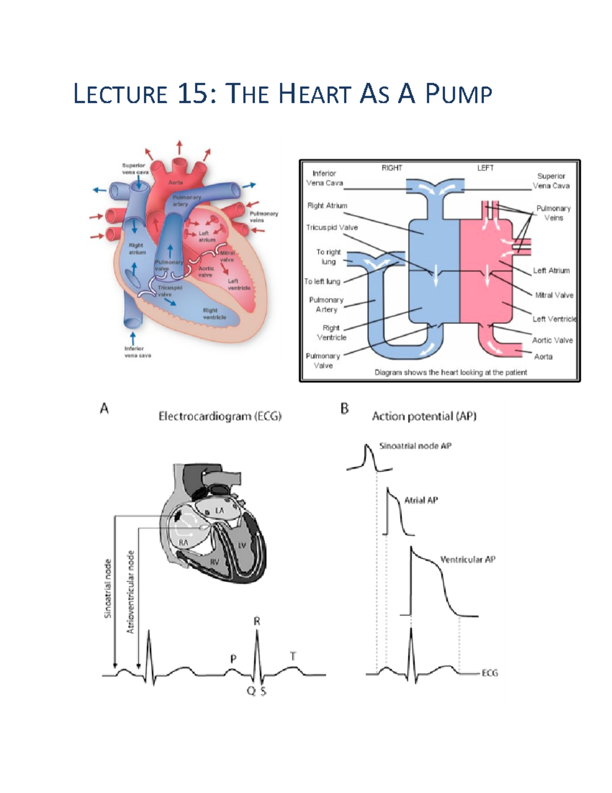 Lecture 15- The heart as a pump - LECTURE 15: THE HEART AS A PUMP The ...