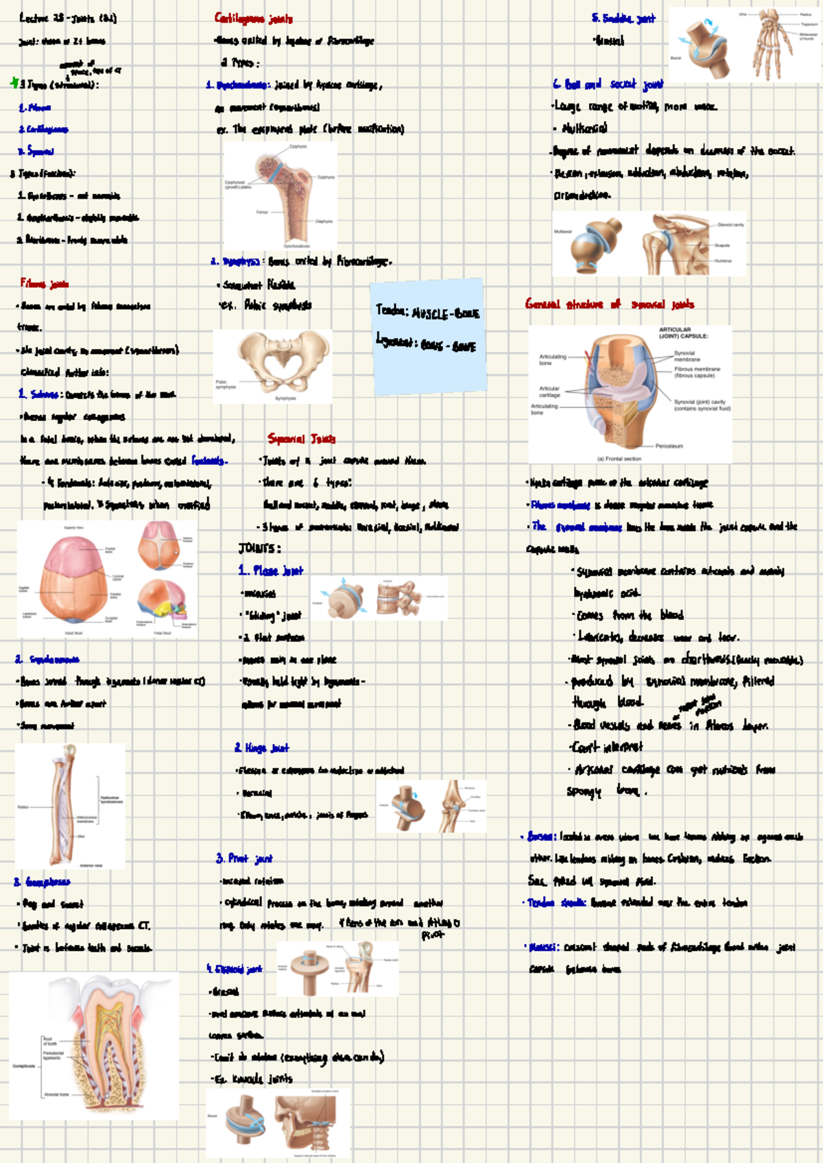 Lecture 28 Summary - Lecture 28-Joints (8. 1) Cartilaginous joints 5 ...