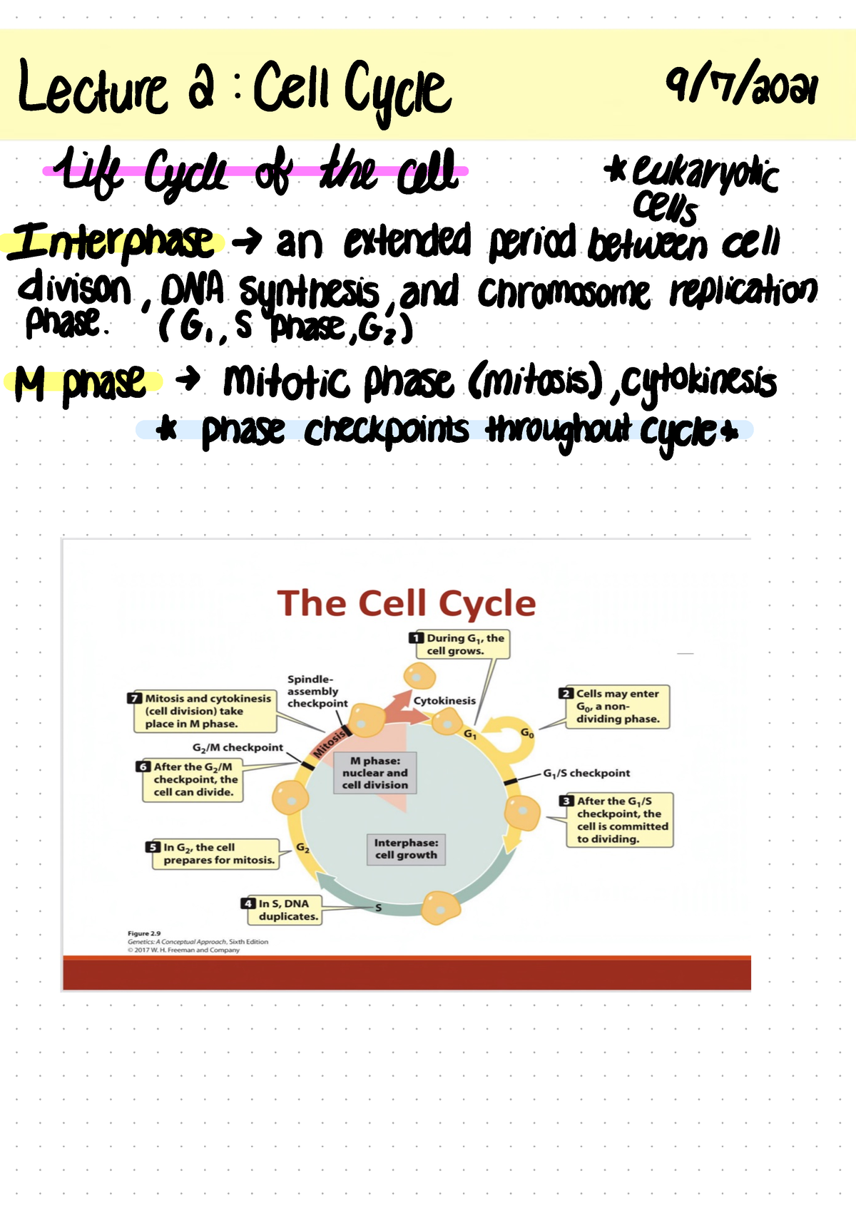 Lecture 2 Cell Cycle - Foundations Of Biology For Biomedical Sciences I ...